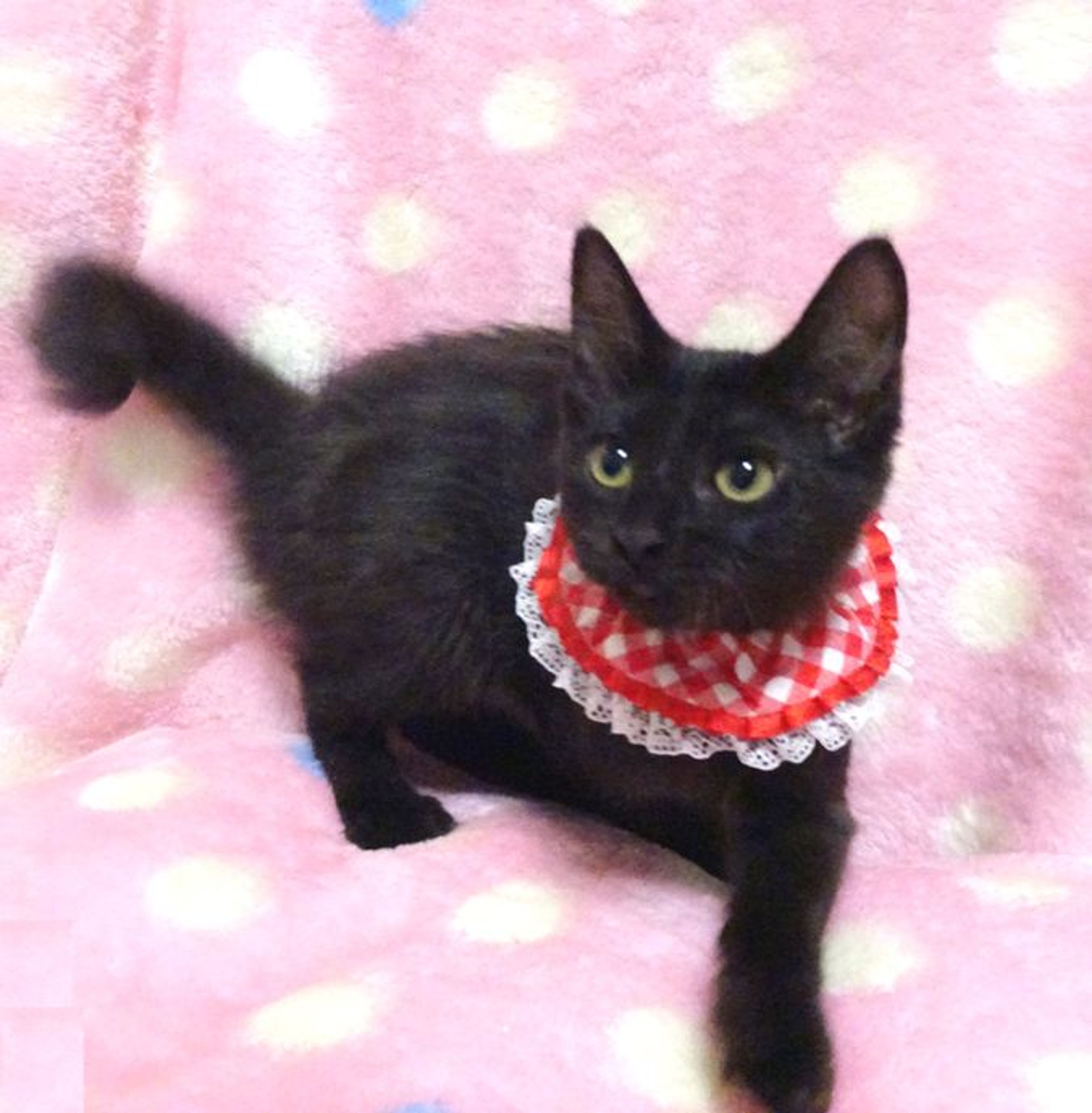 pet-image-3