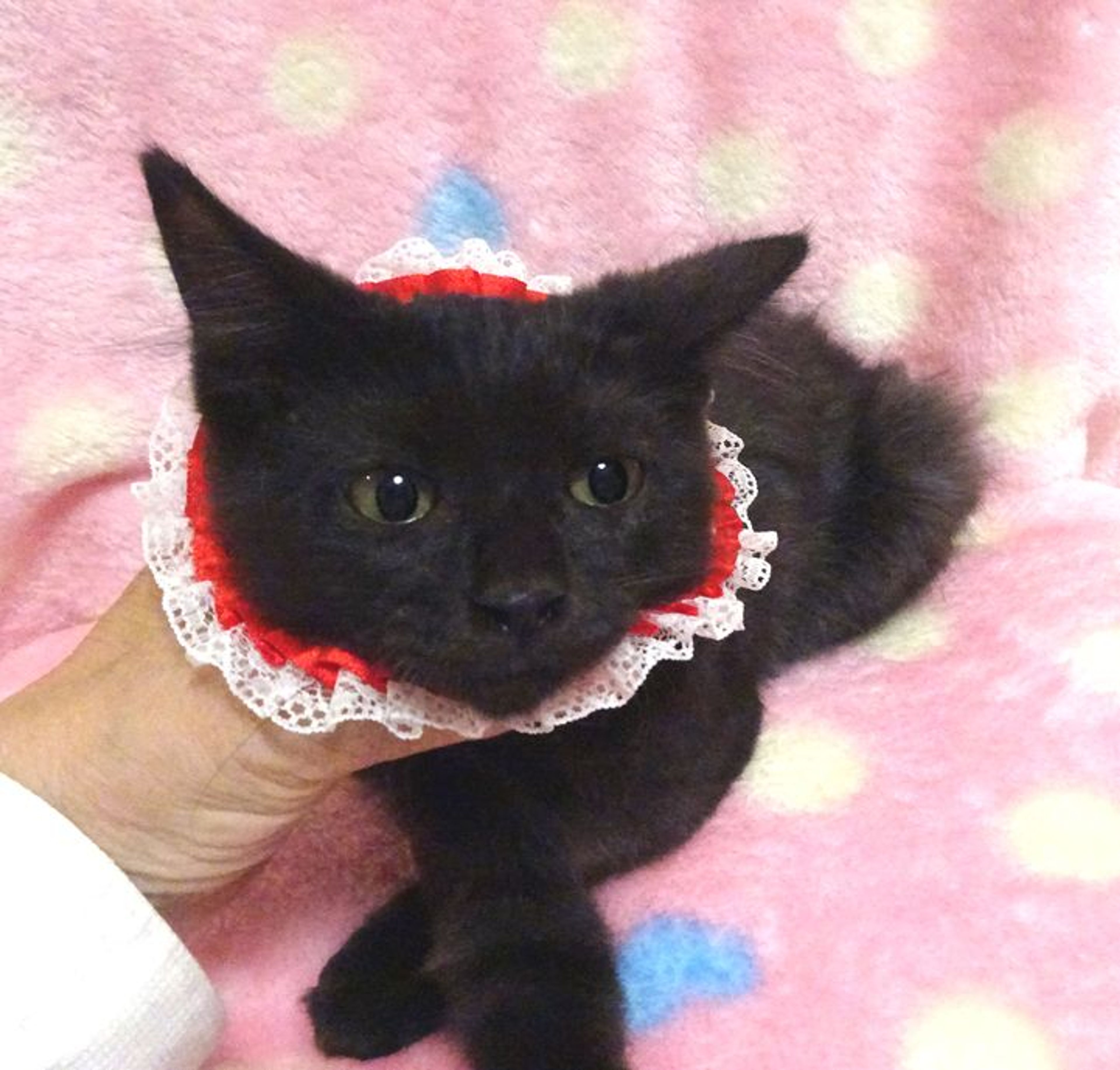 pet-image-4