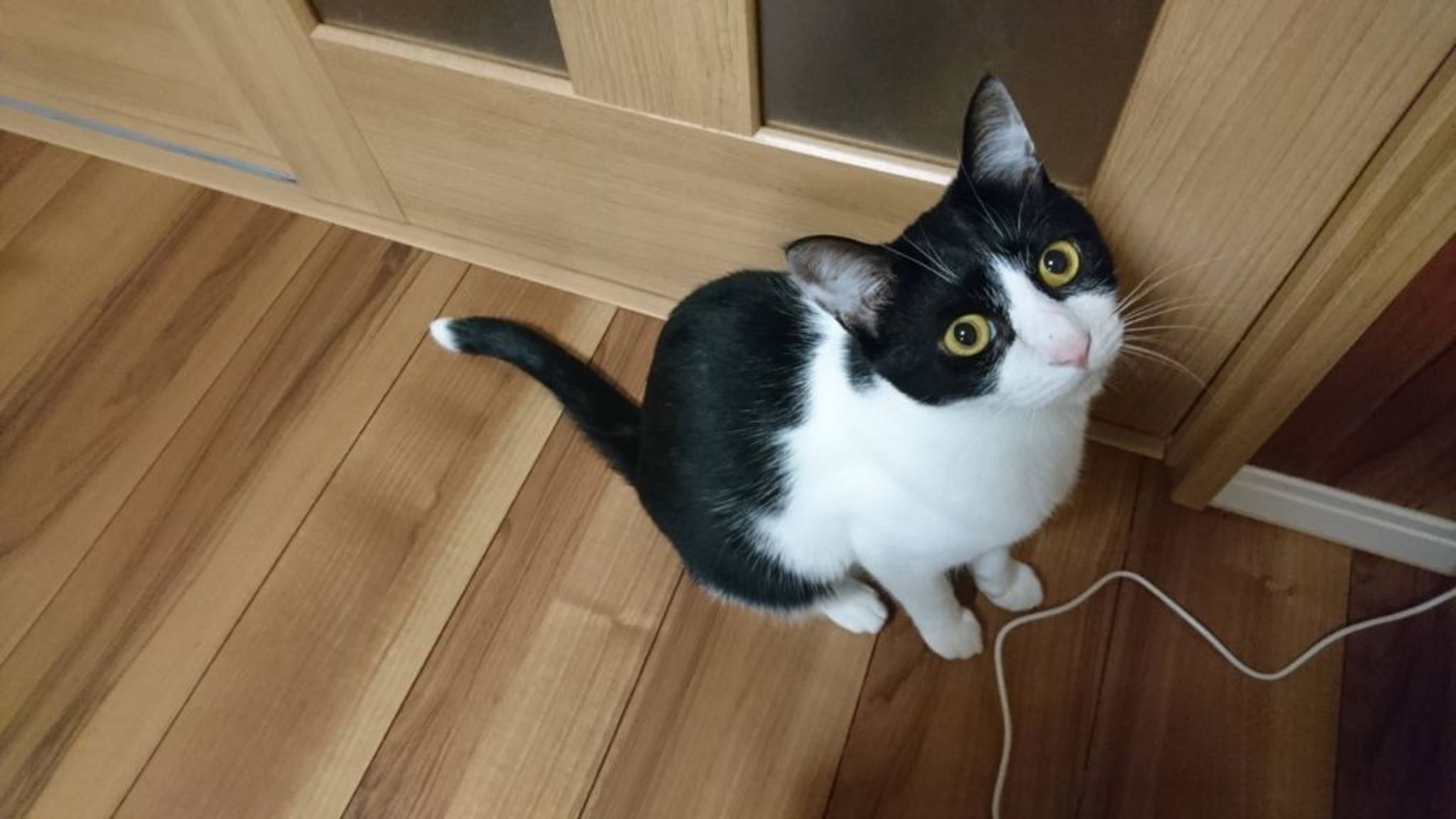 pet-image-5