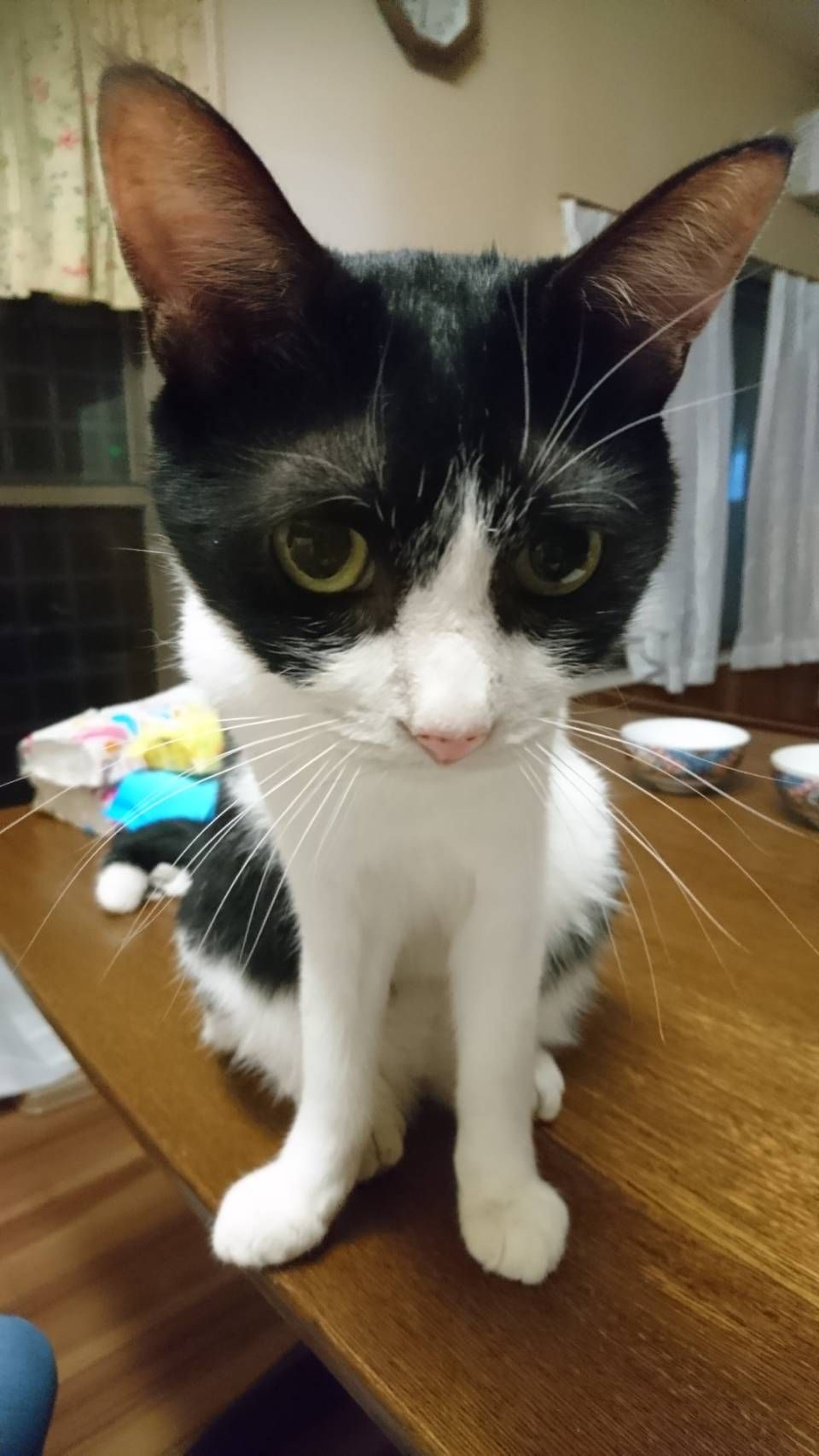 pet-image-7