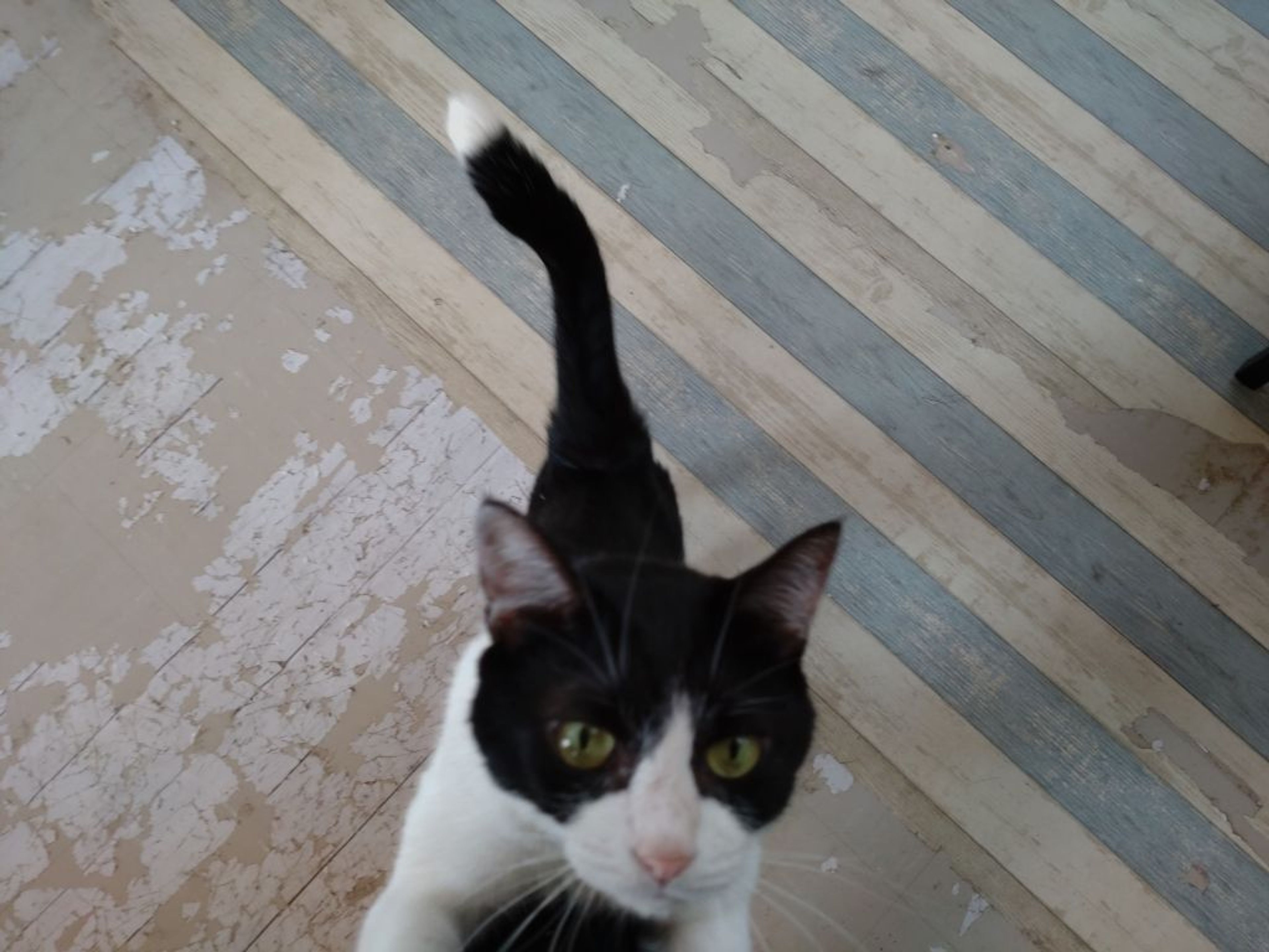 pet-image-2
