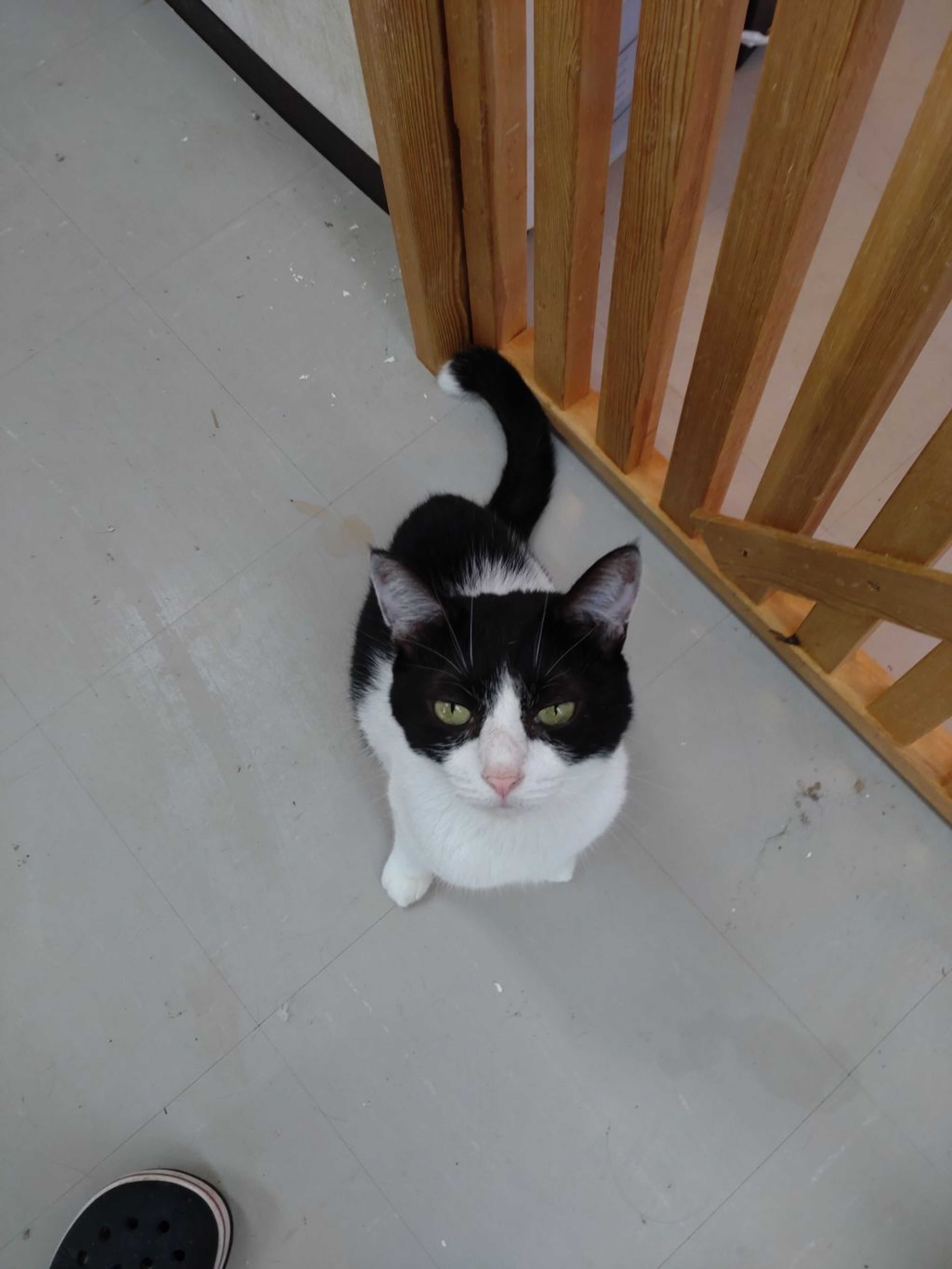 pet-image-4