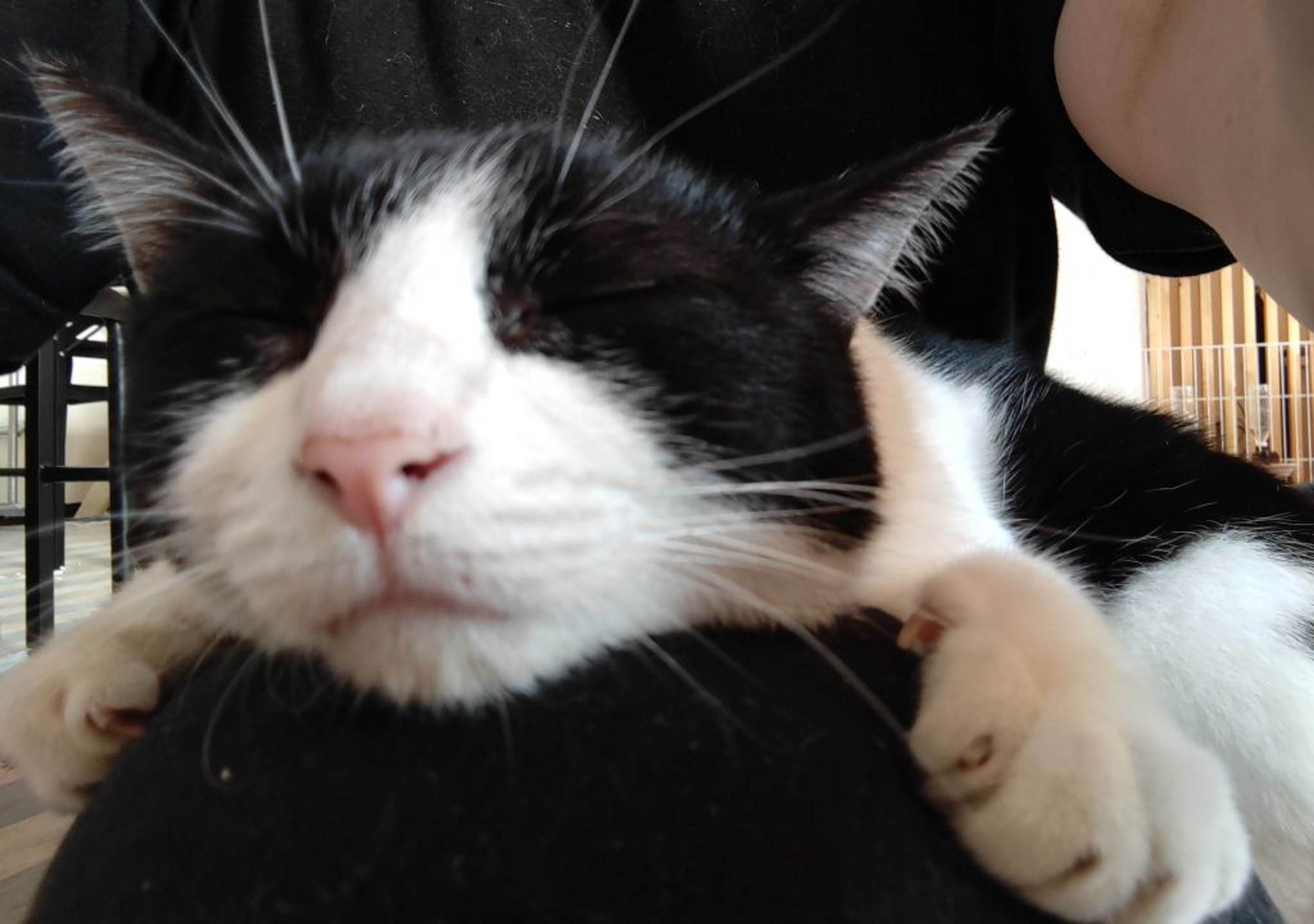 pet-image-6