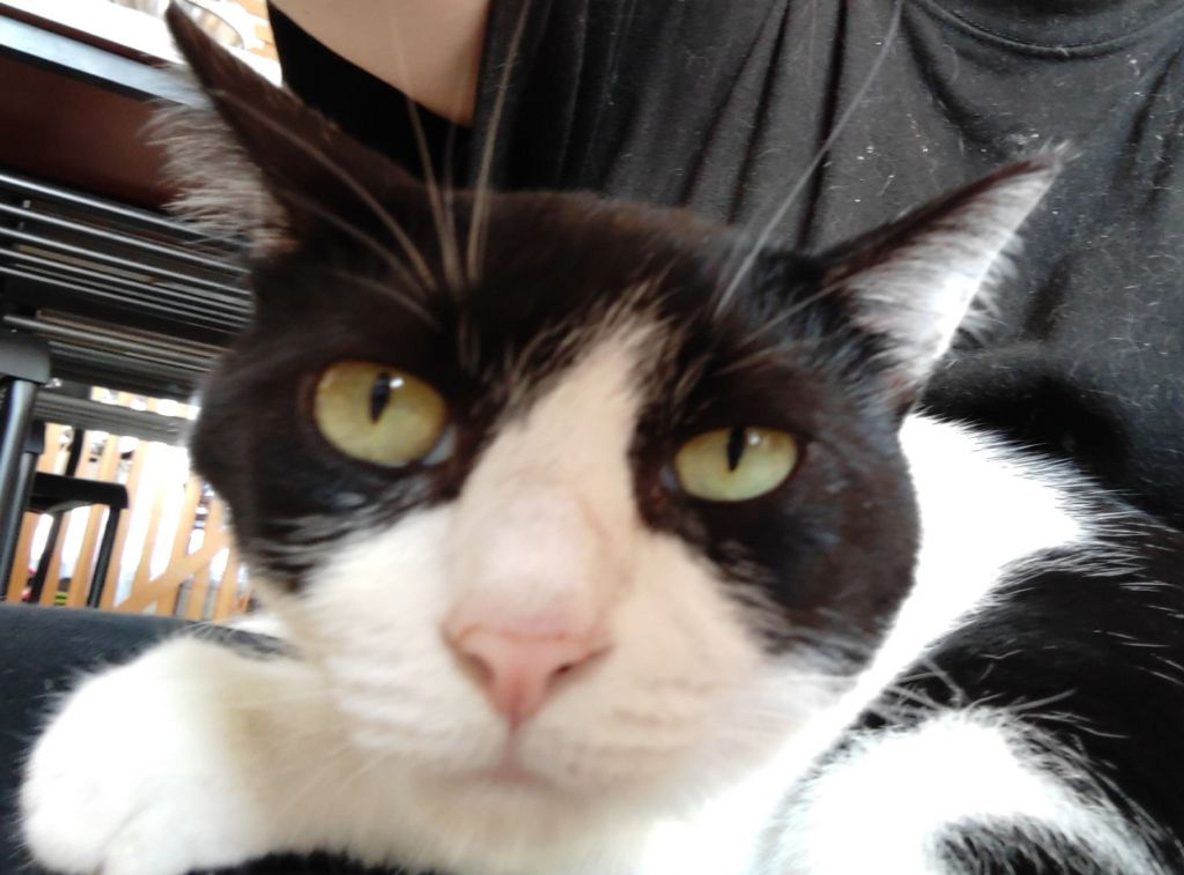 pet-image-8