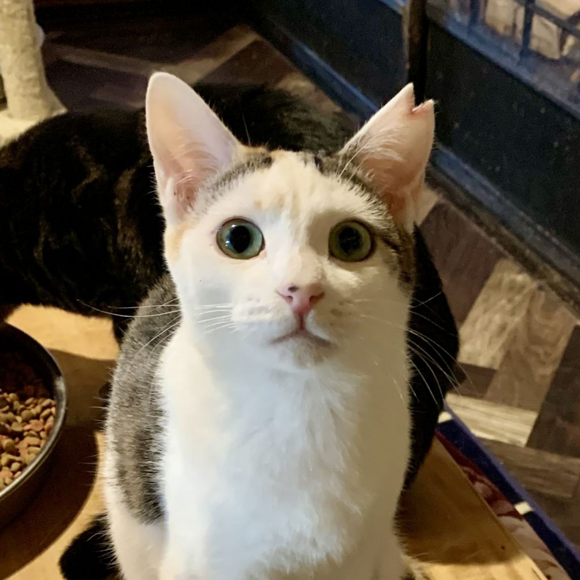 日本猫・メスの里親募集の写真
