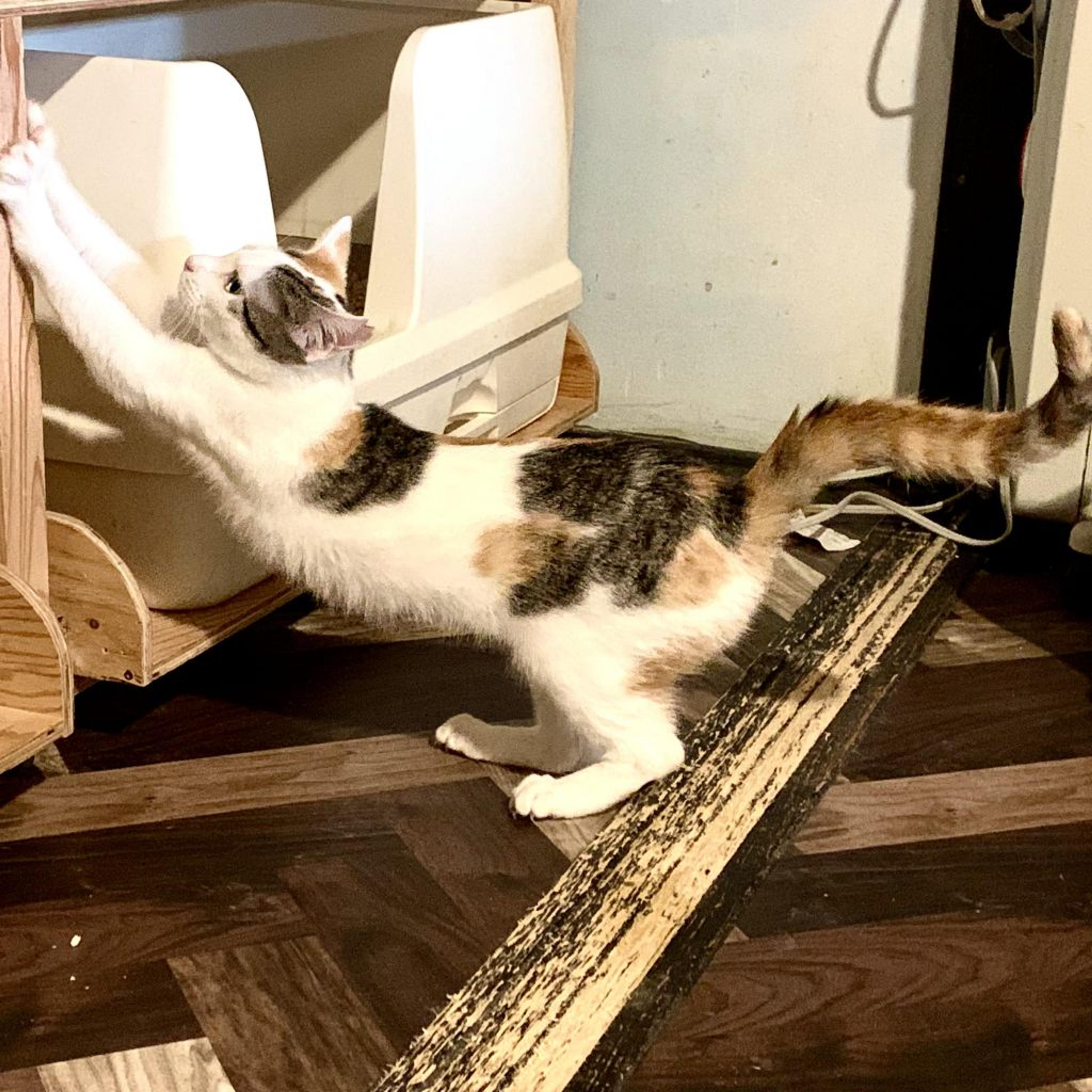 pet-image-2