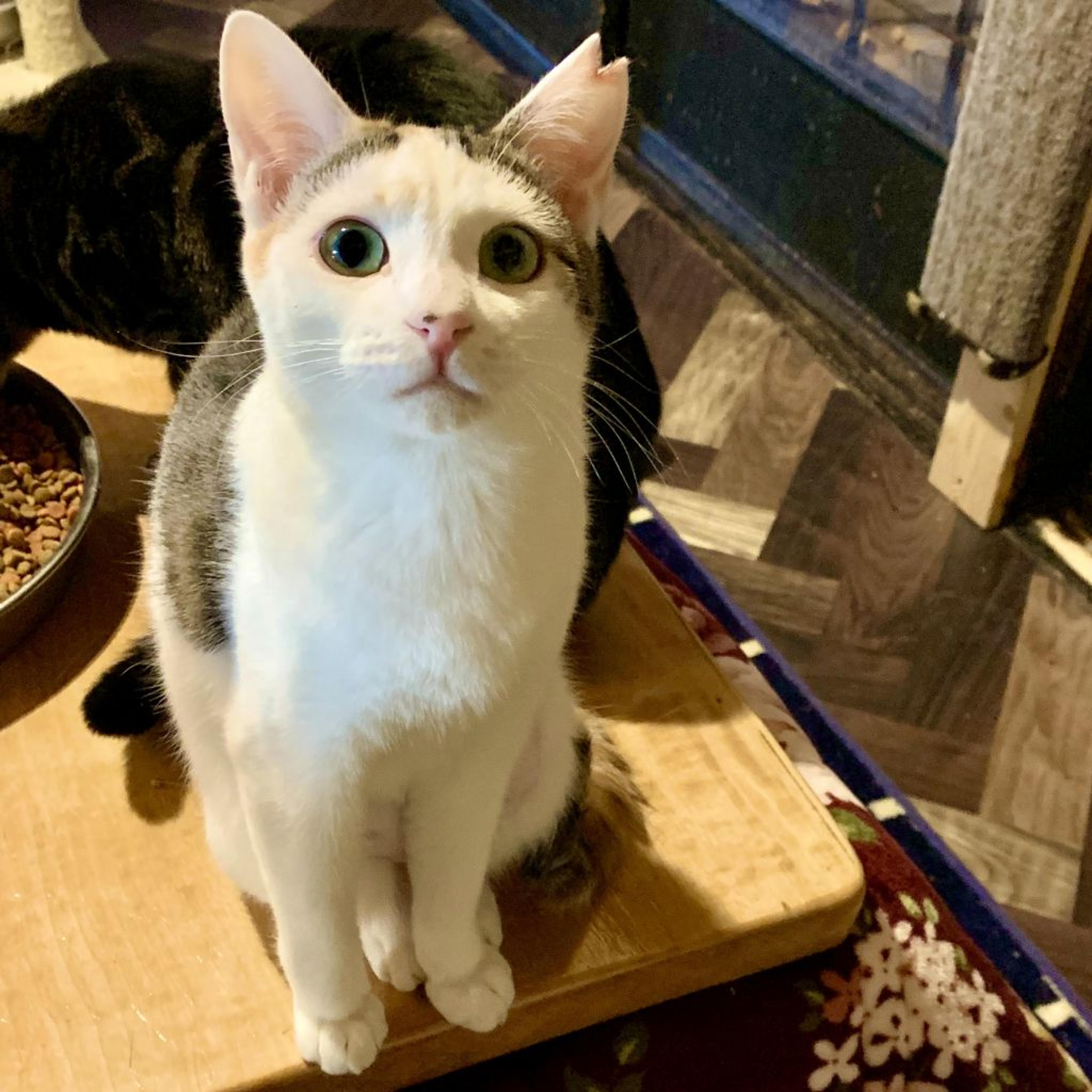 pet-image-3