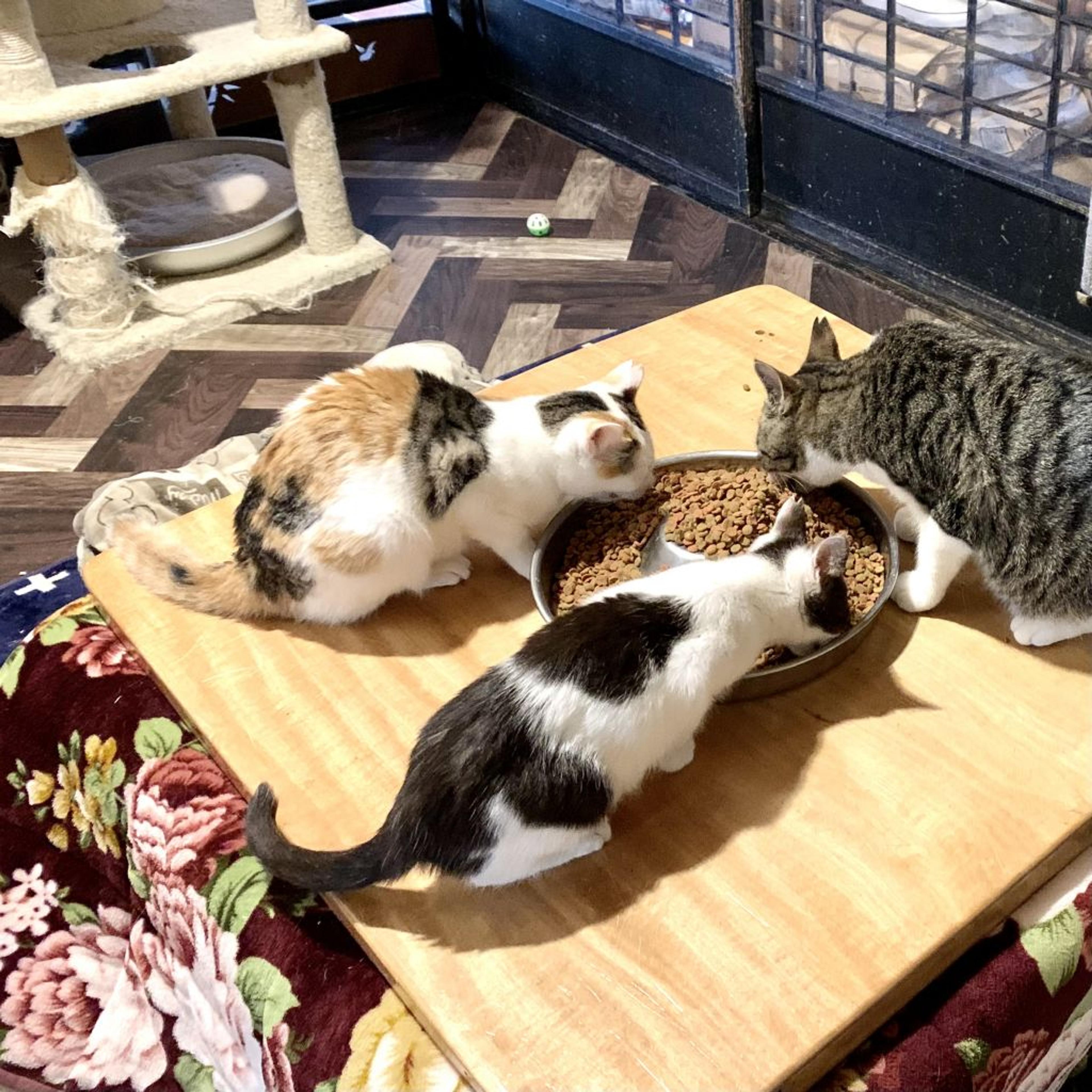 pet-image-5
