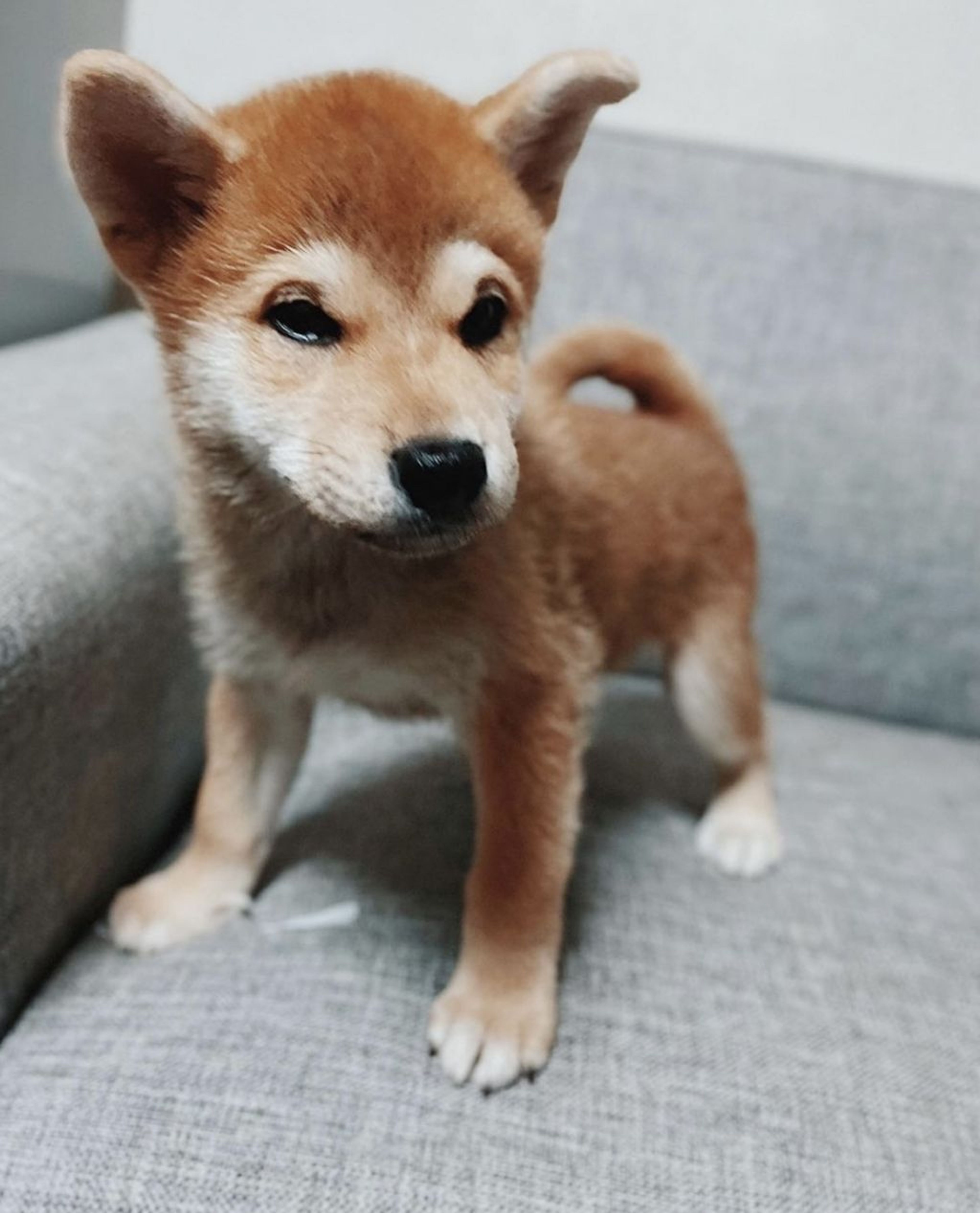 柴犬・オスの里親募集の写真