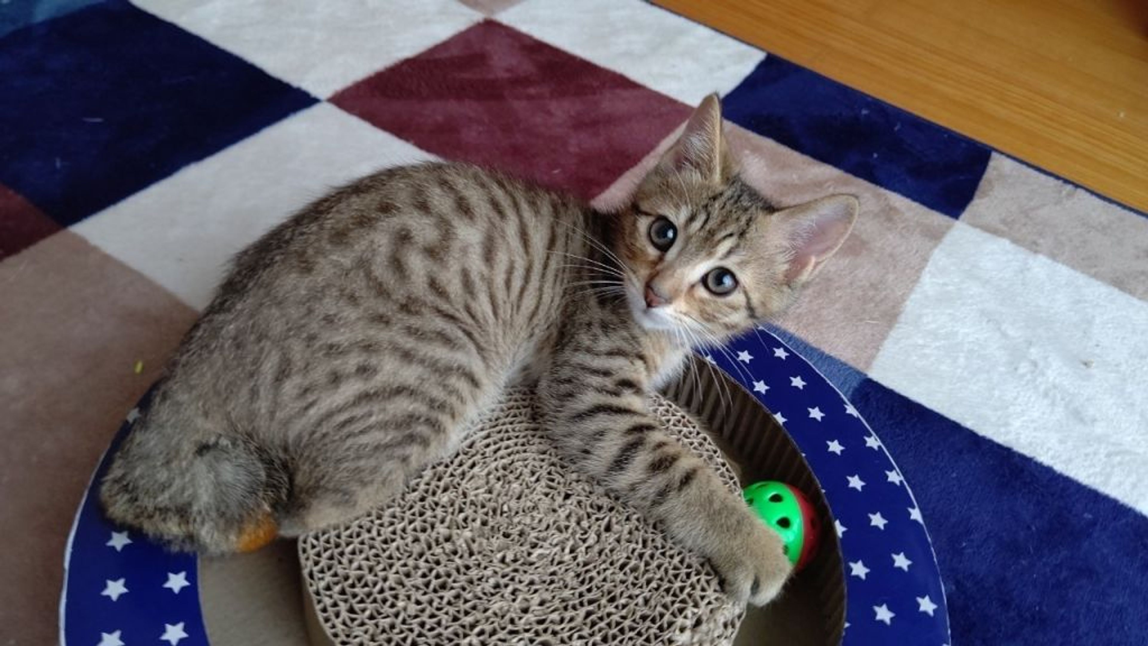 雑種（ミックス猫）・オスの里親募集の写真