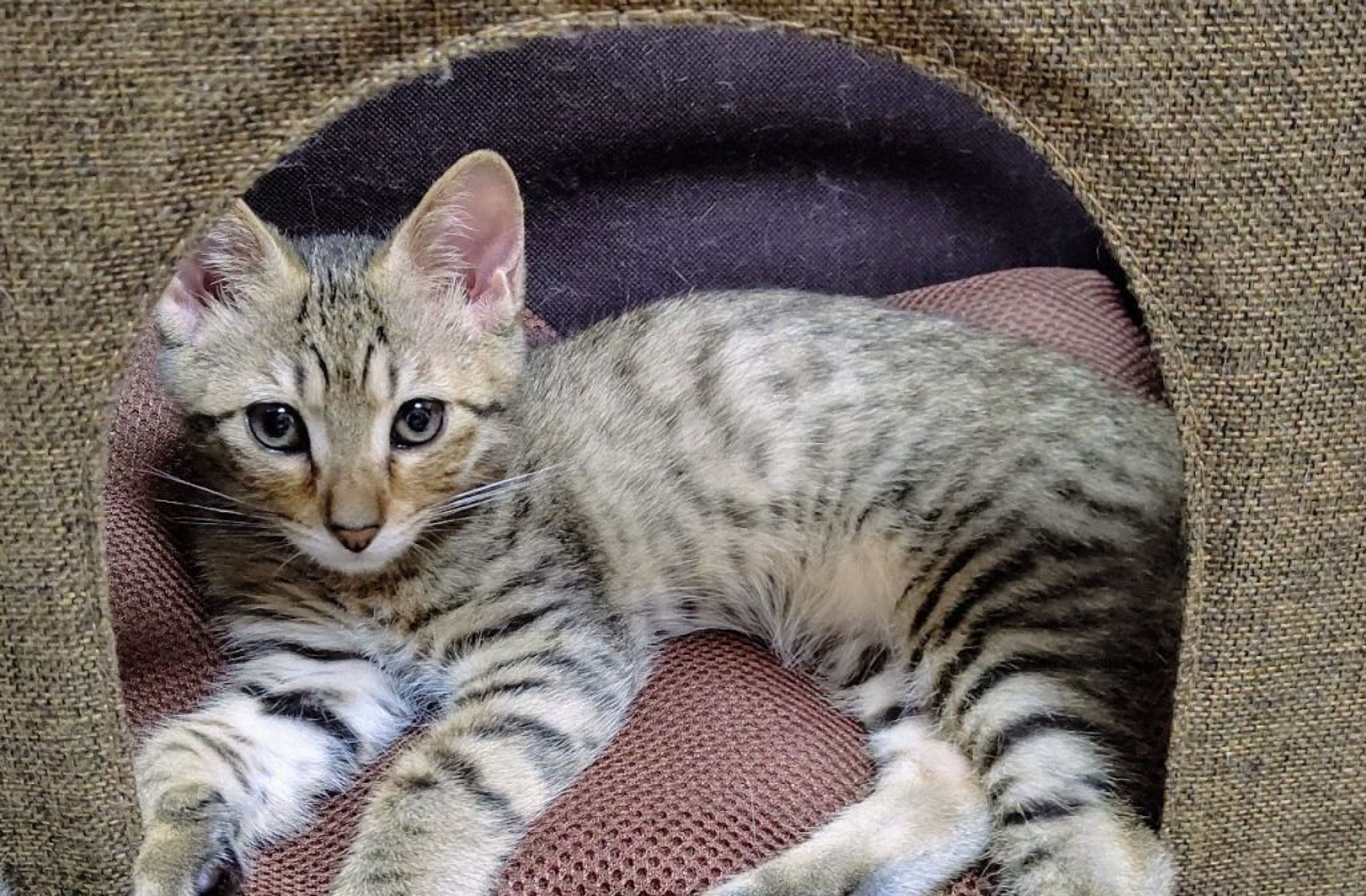 pet-image-3