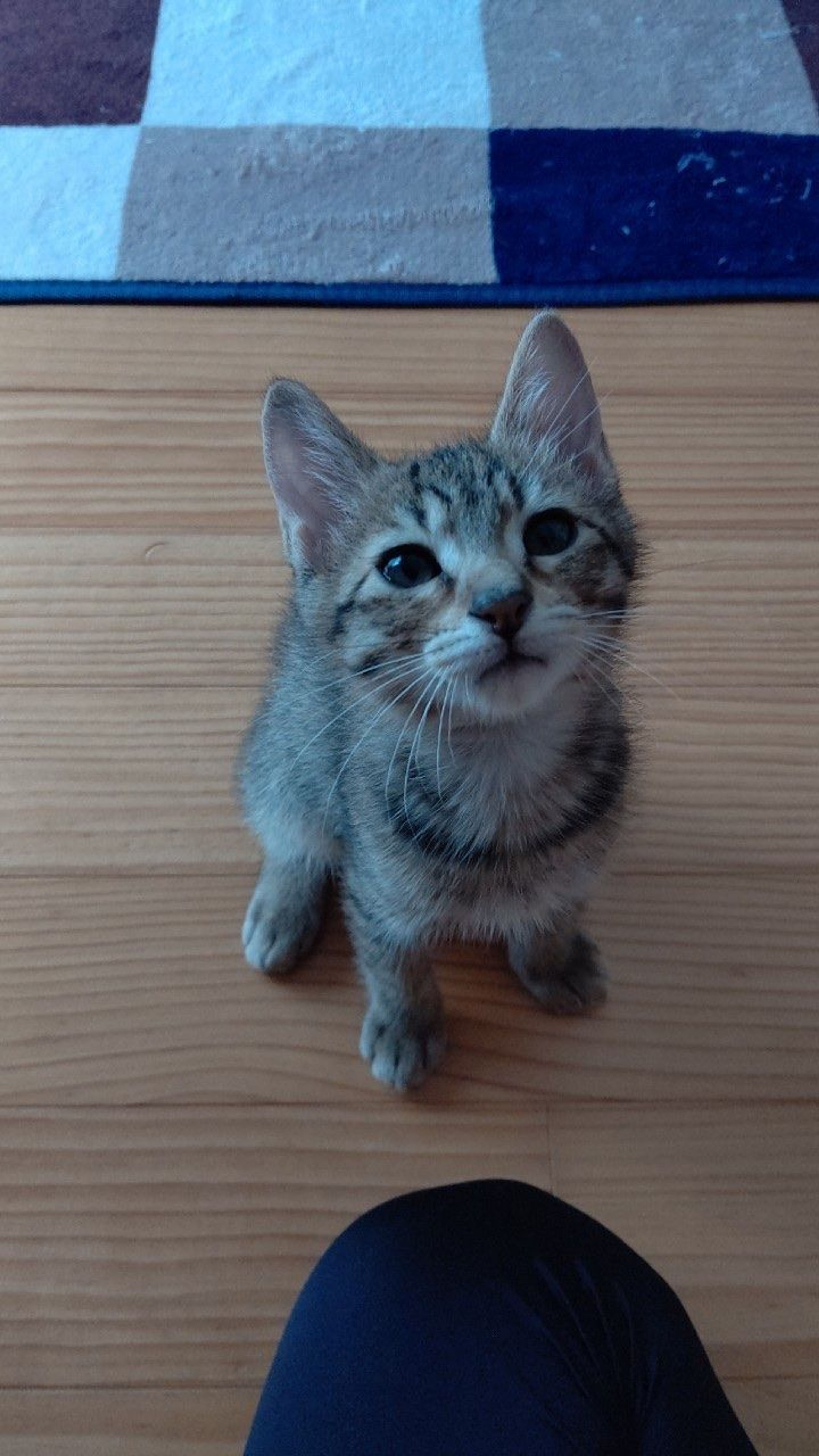 pet-image-4