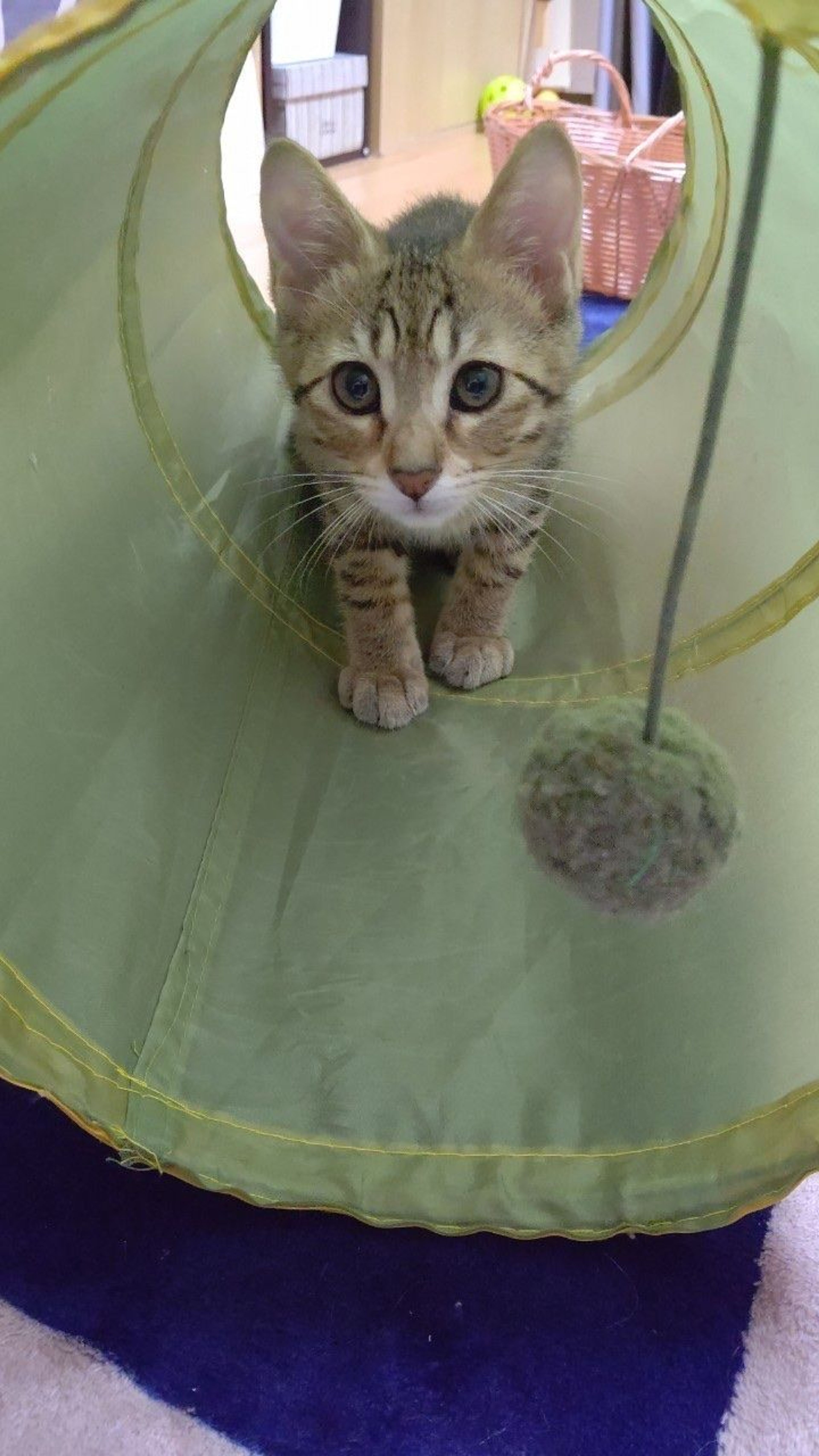 pet-image-5