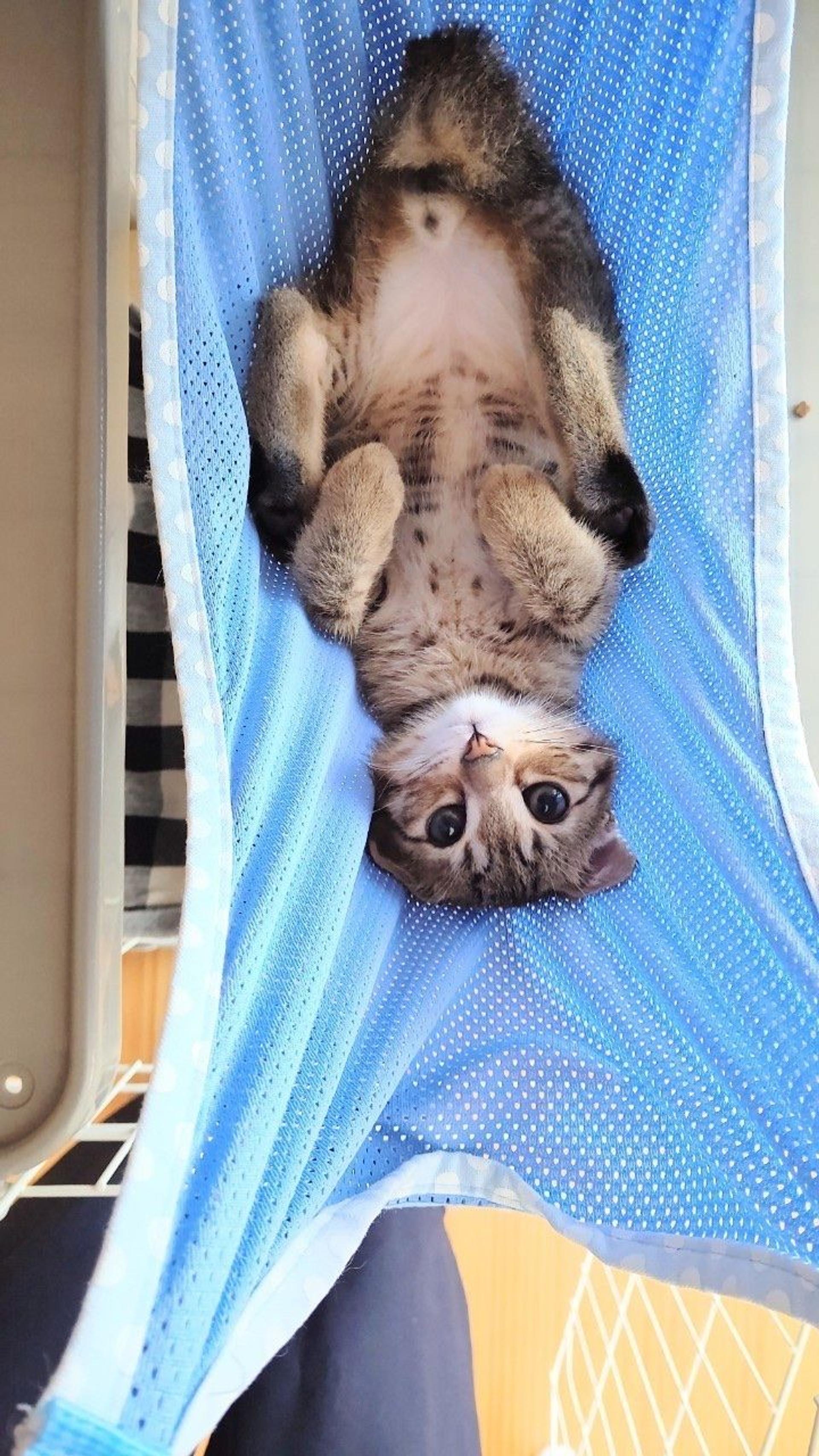 pet-image-7