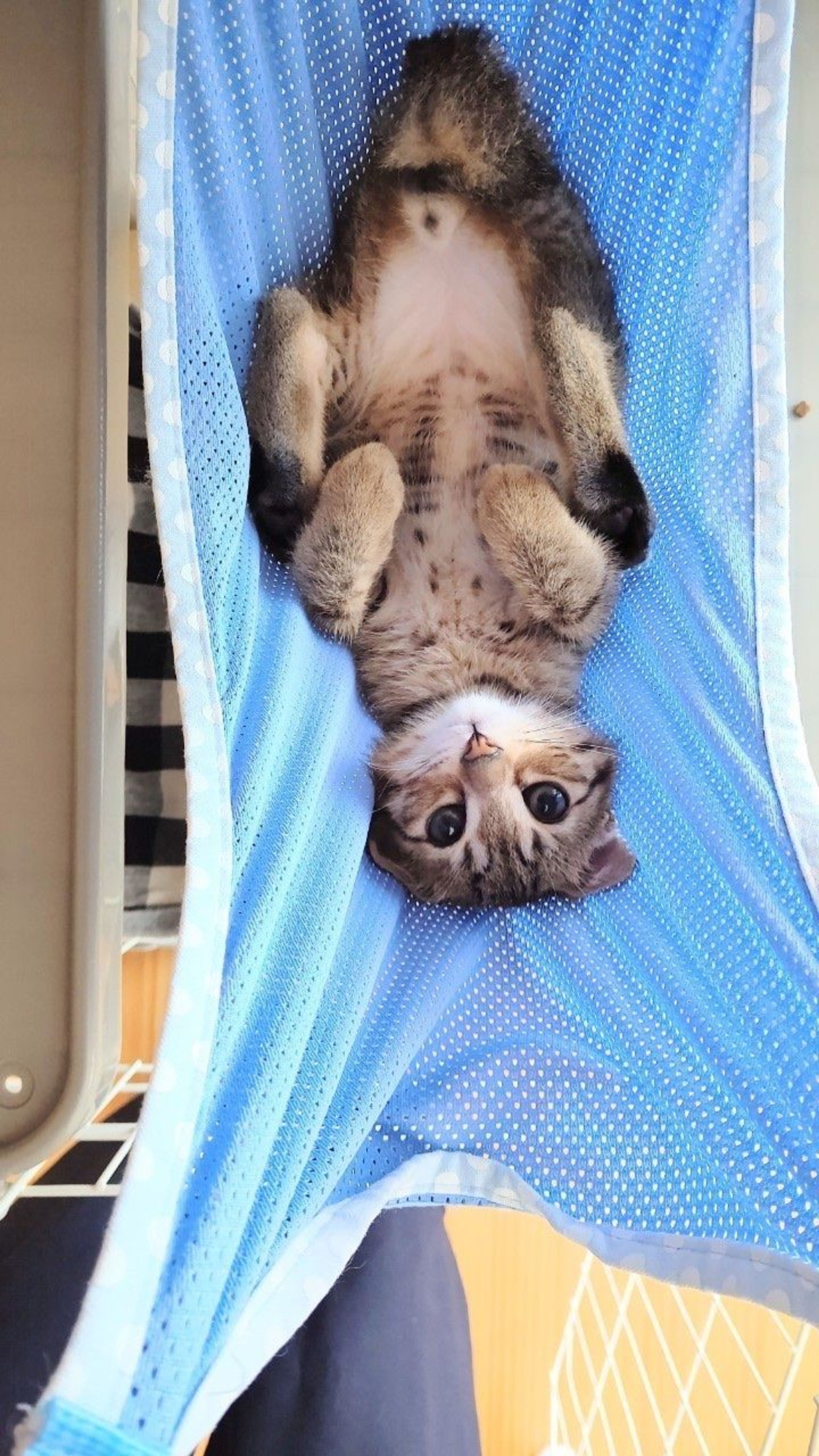 pet-image-7