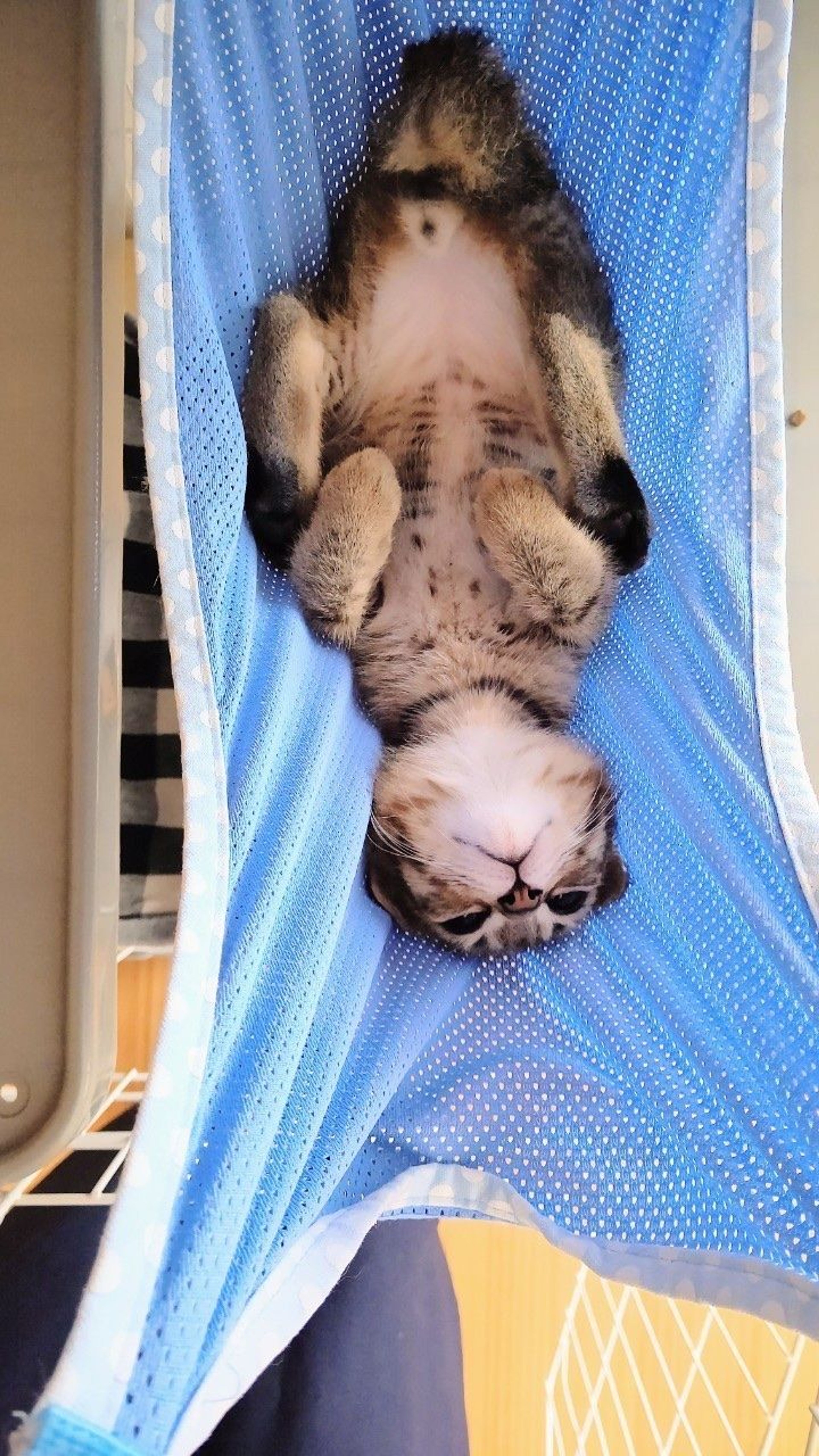 pet-image-8