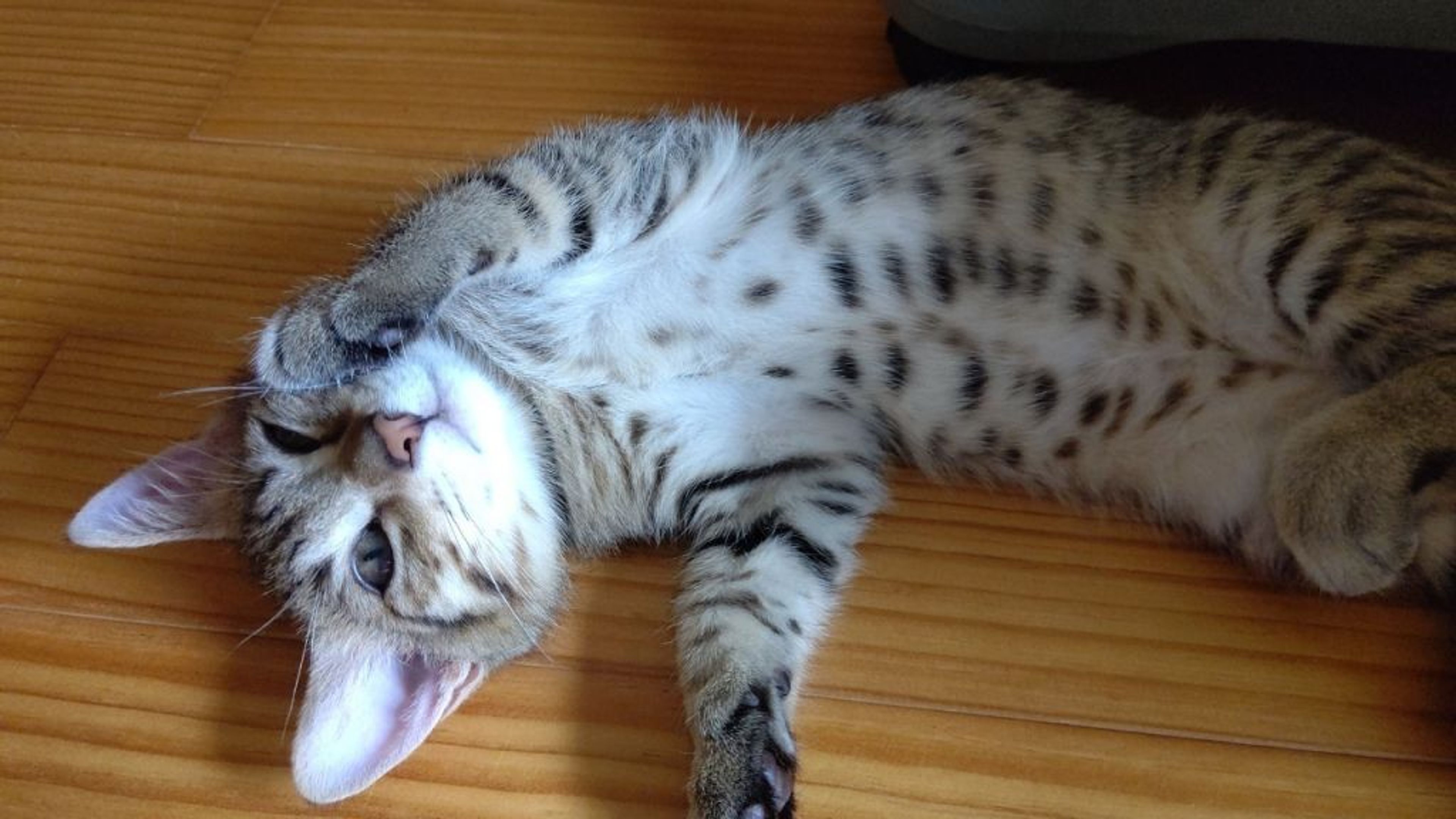 pet-image-9