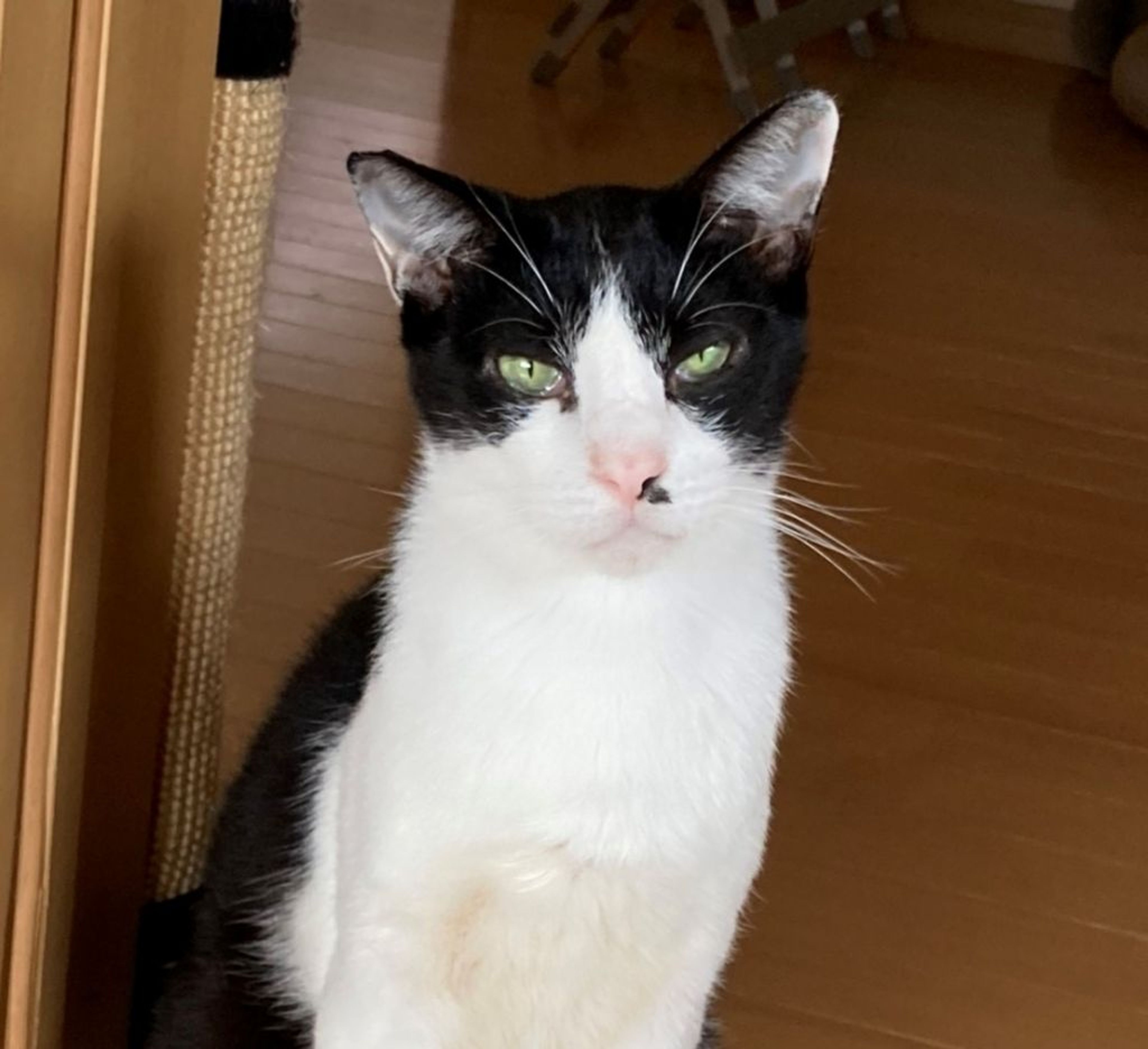雑種（ミックス猫）・オスの里親募集の写真