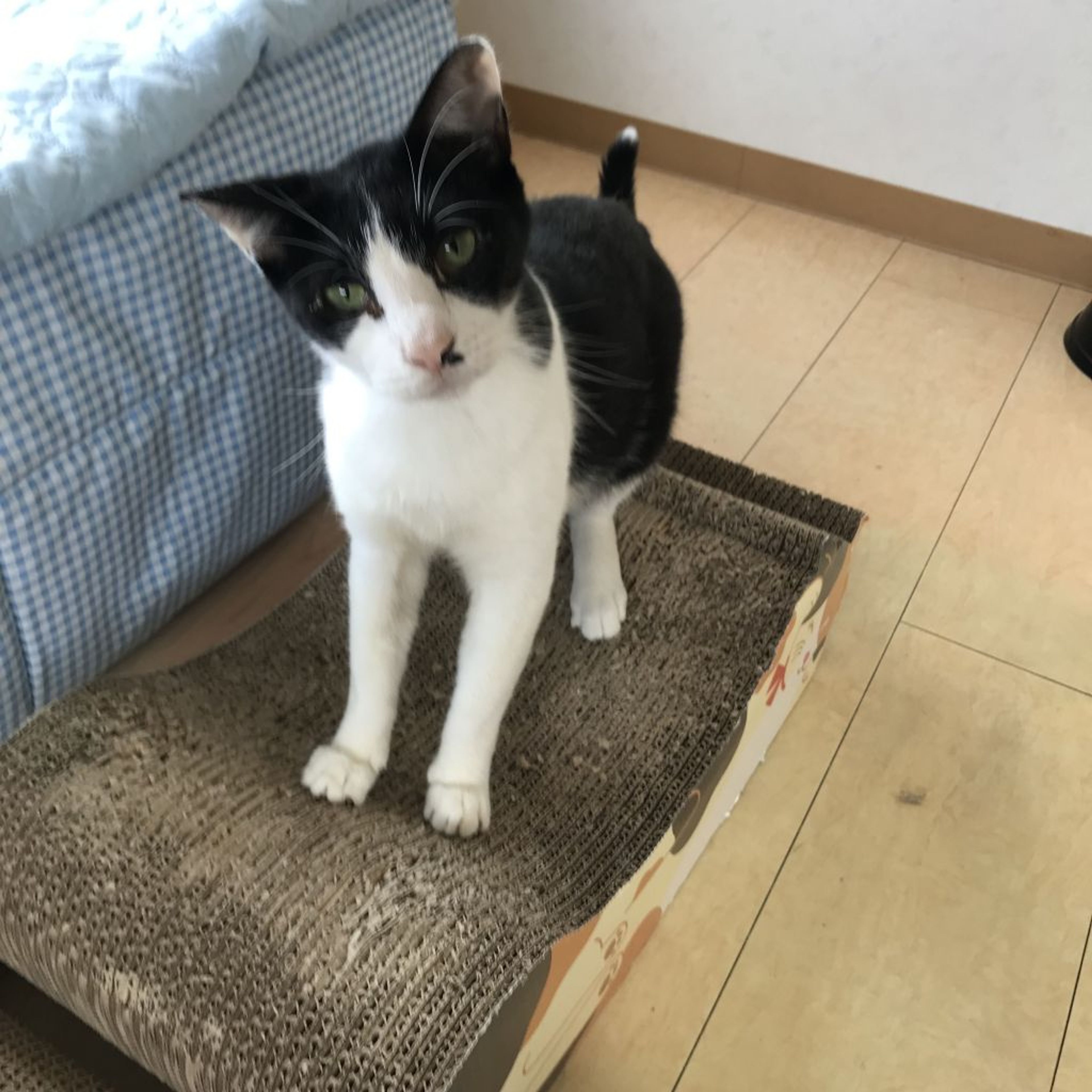pet-image-2