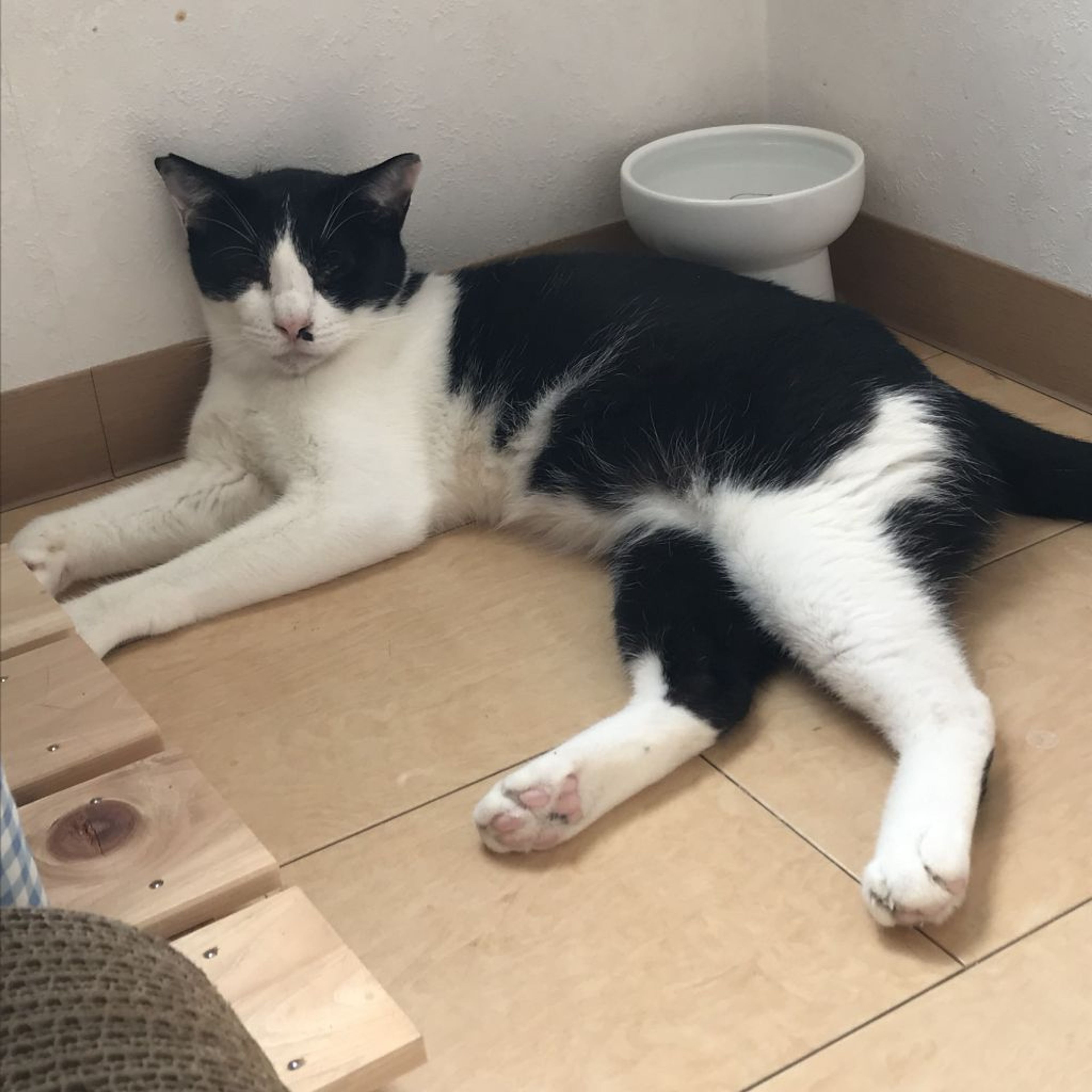 pet-image-3