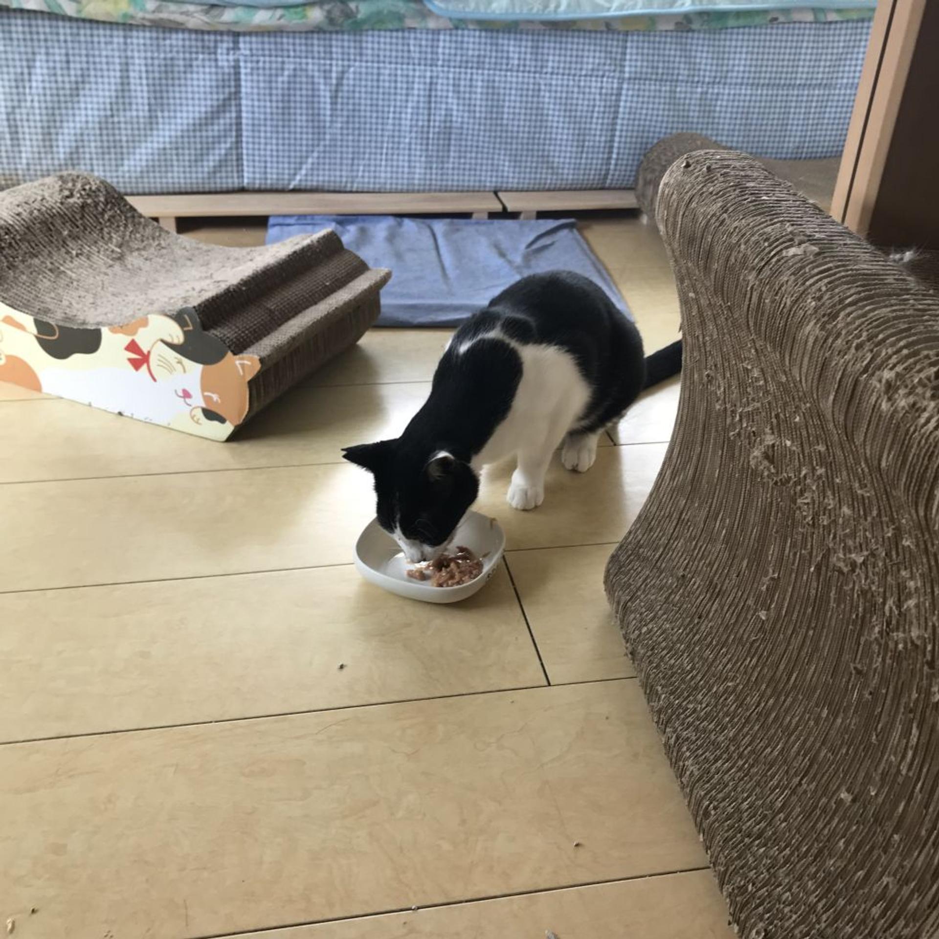 pet-image-5