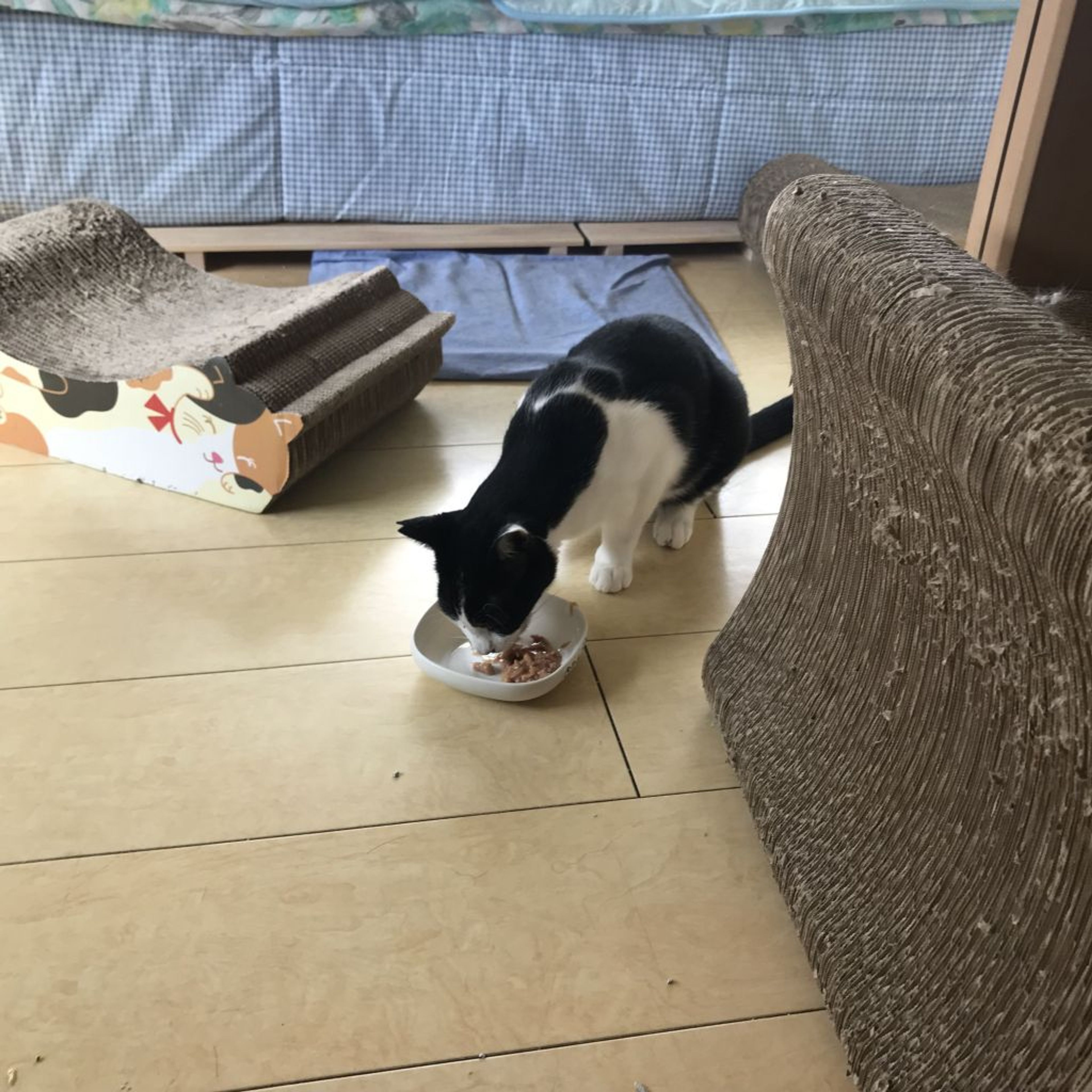 pet-image-5