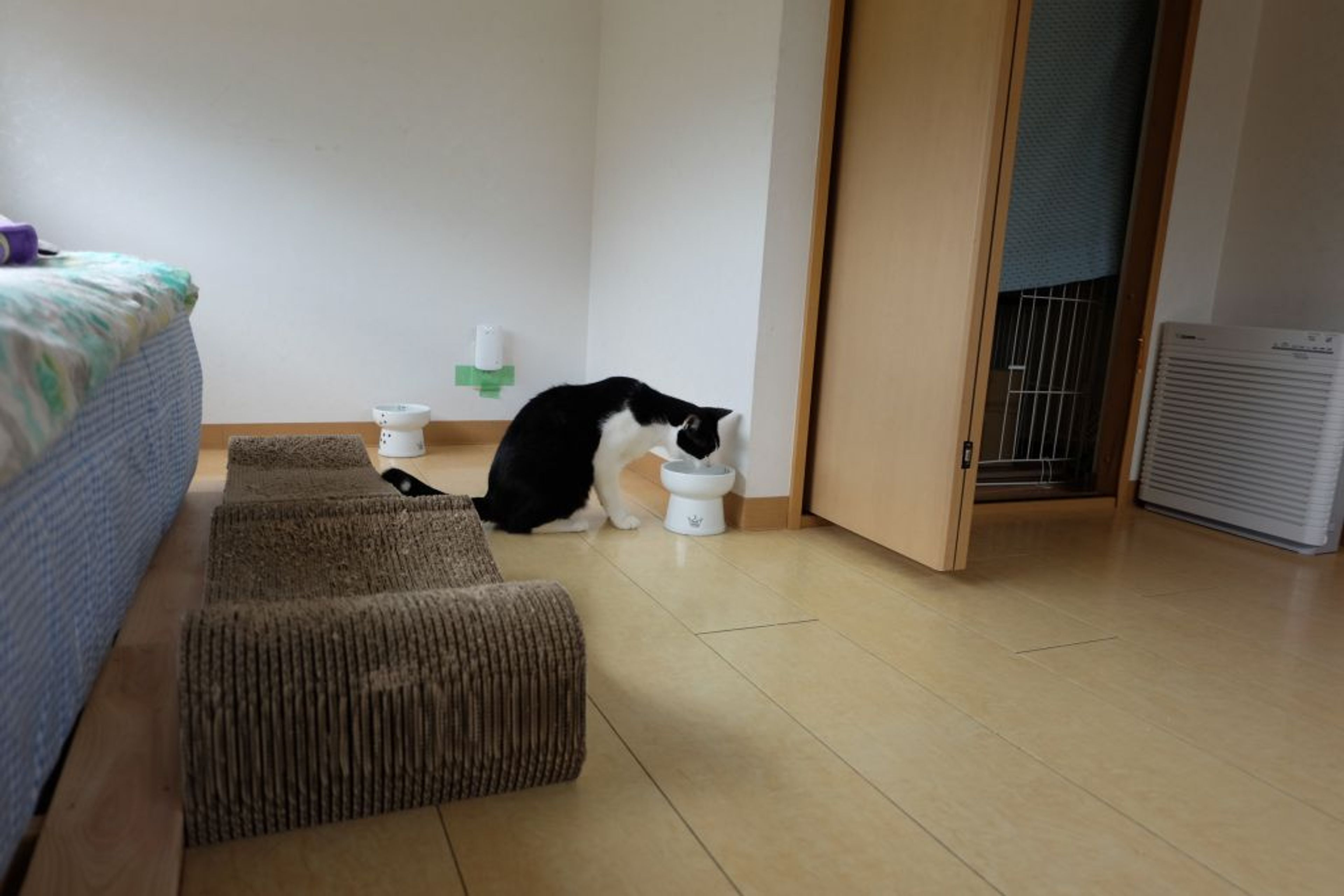 pet-image-6