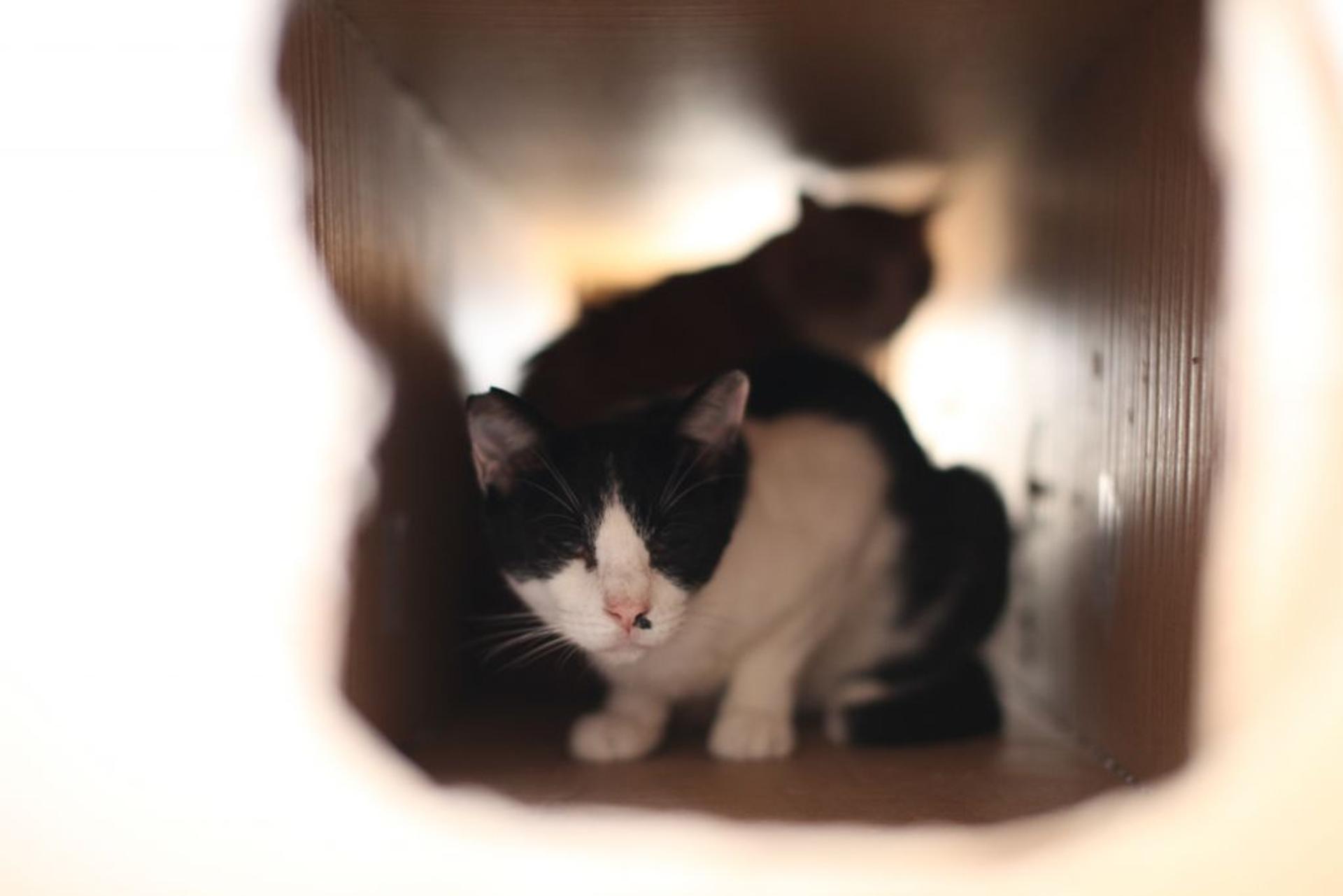pet-image-7