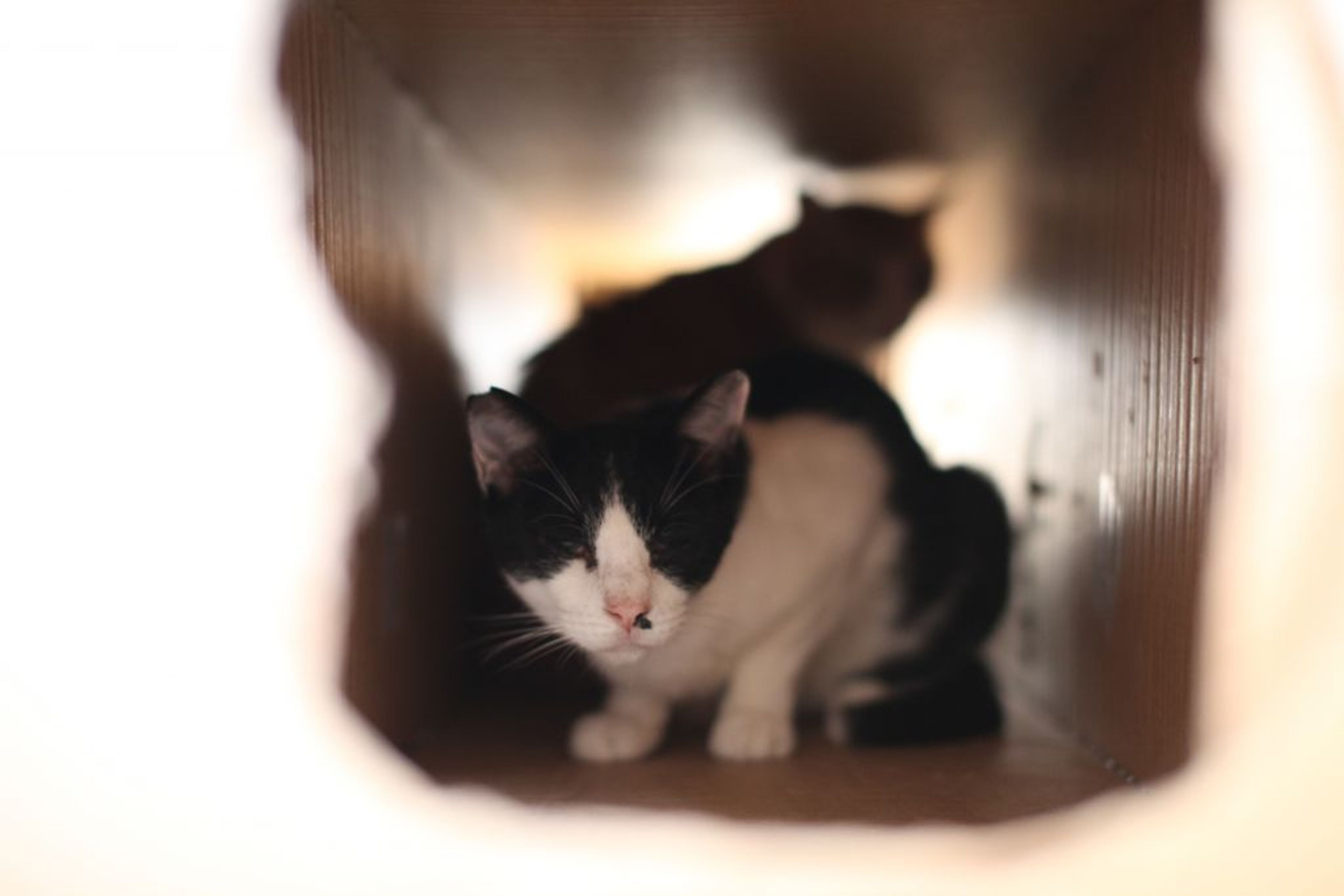 pet-image-7