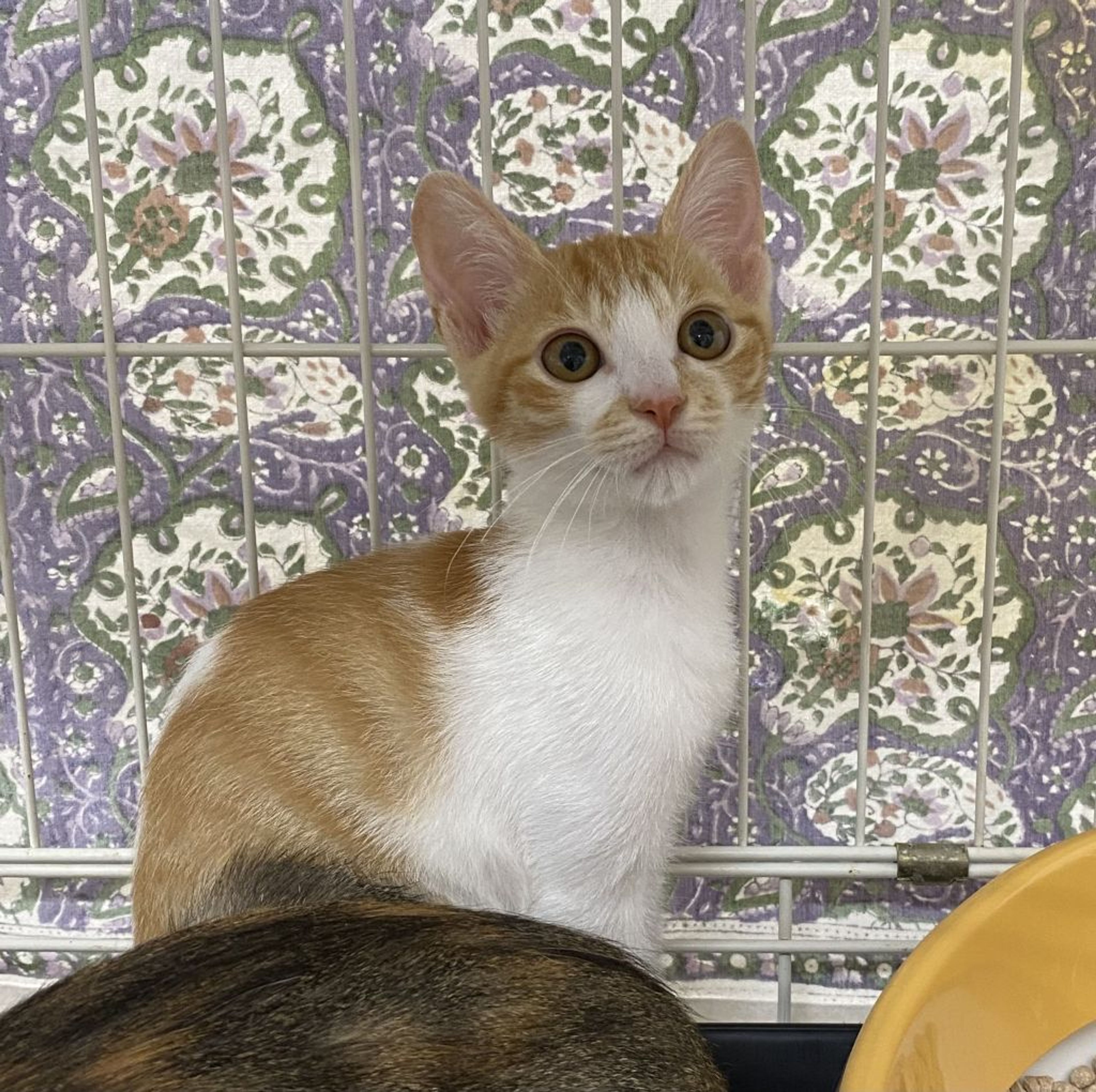 雑種（ミックス猫）・メスの里親募集の写真