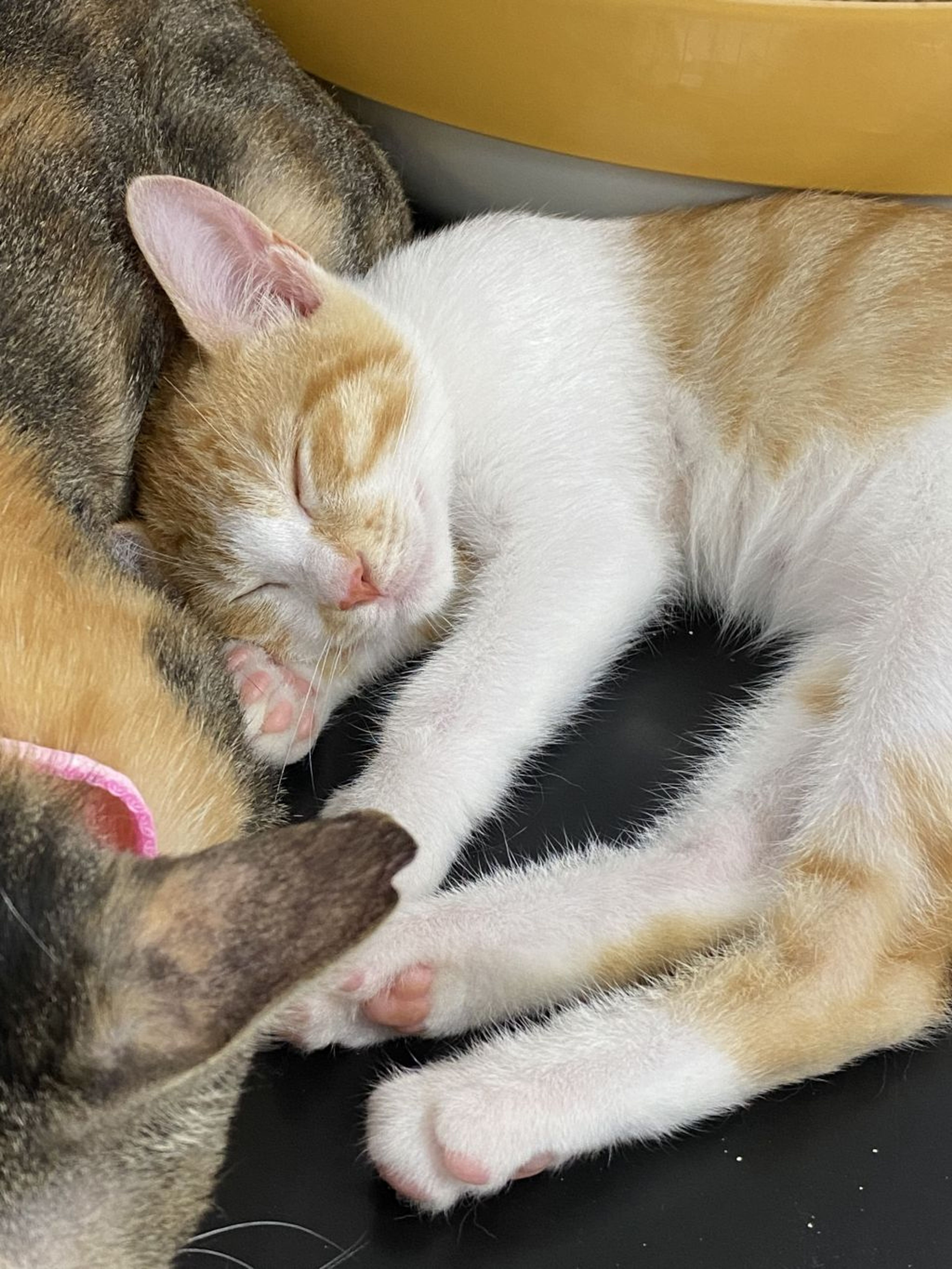pet-image-2