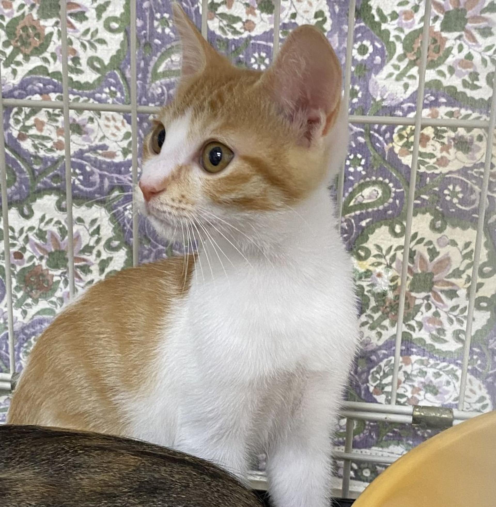 pet-image-3