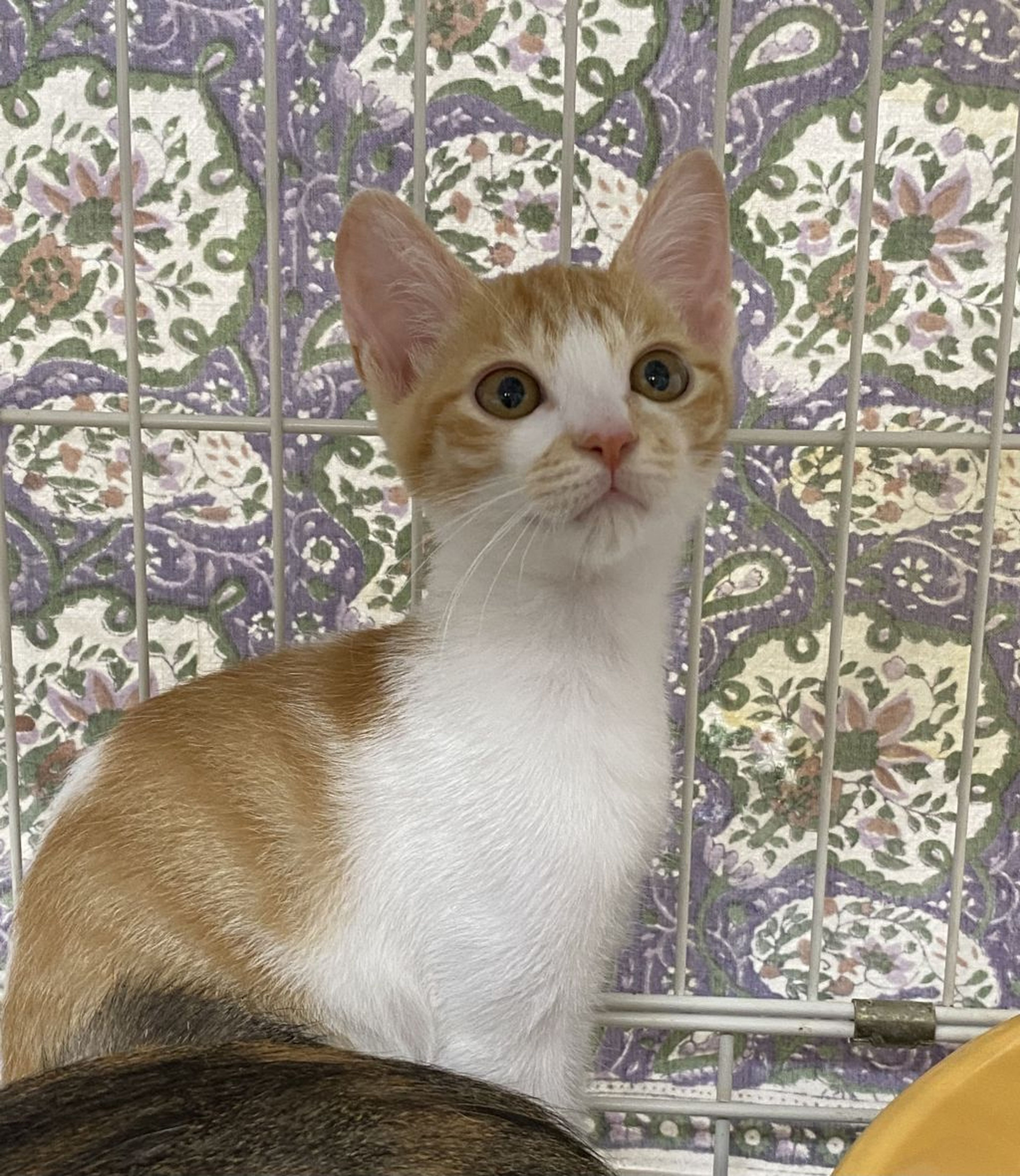pet-image-4