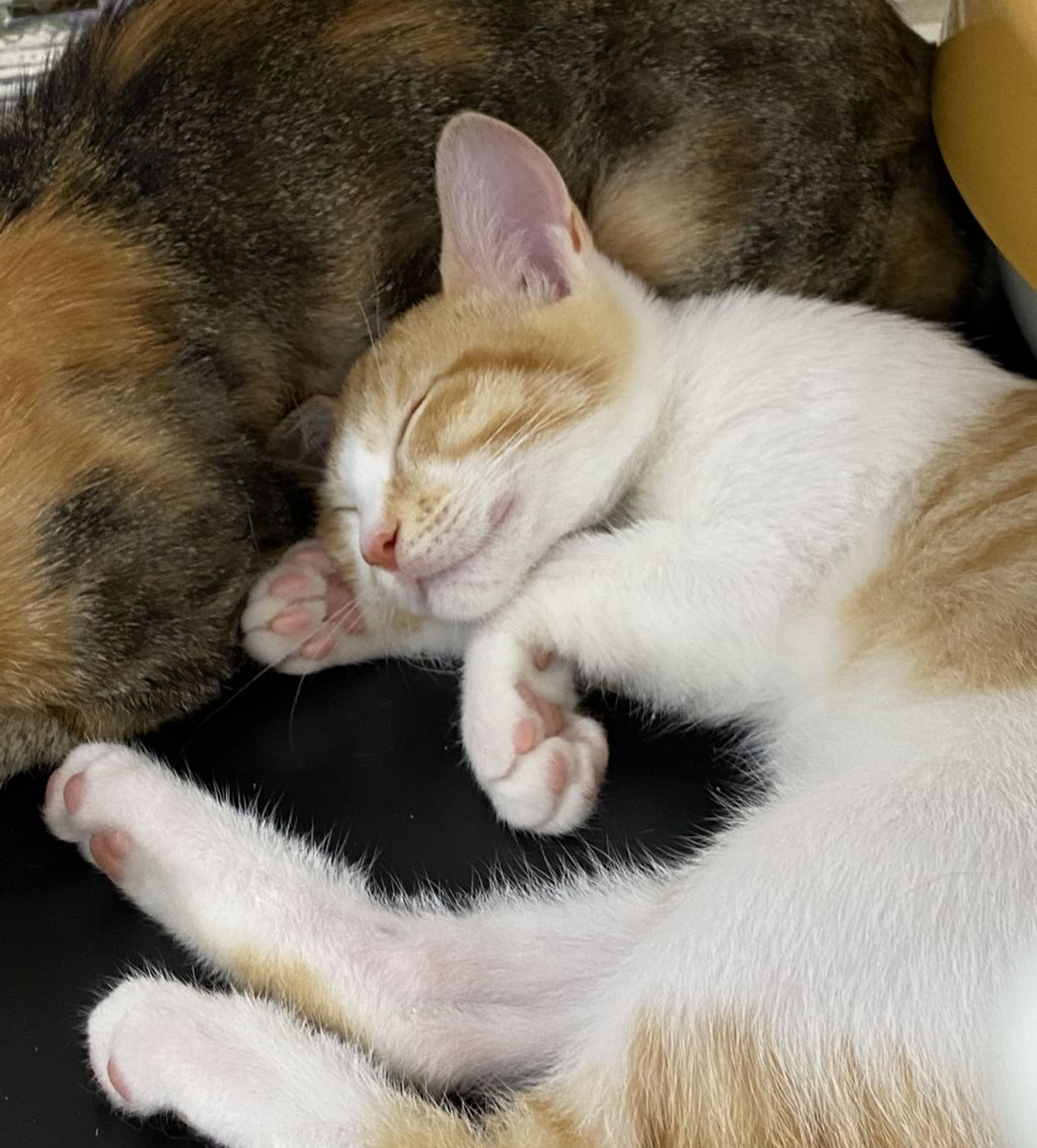 pet-image-5