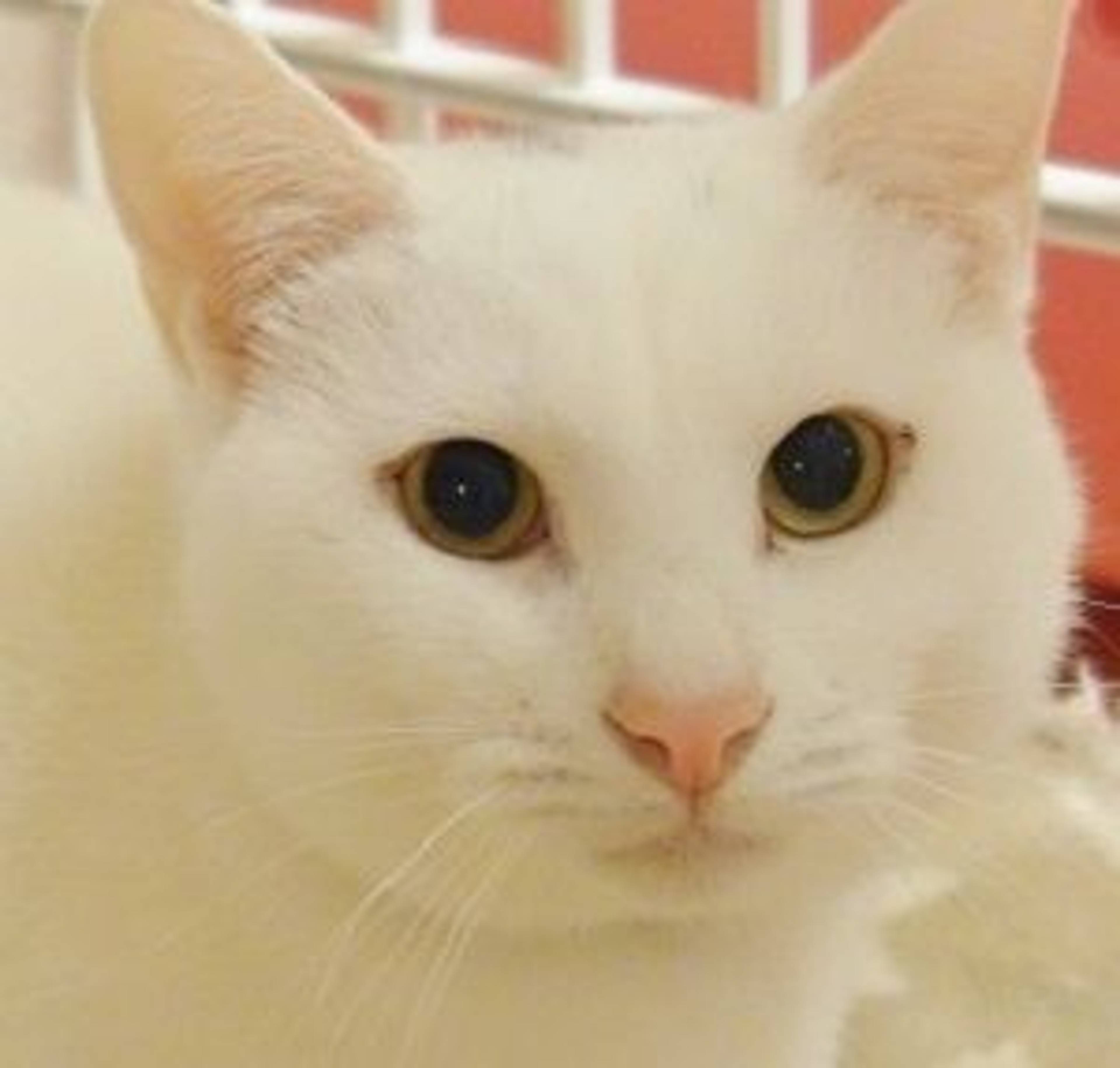 雑種（ミックス猫）・オスの里親募集の写真