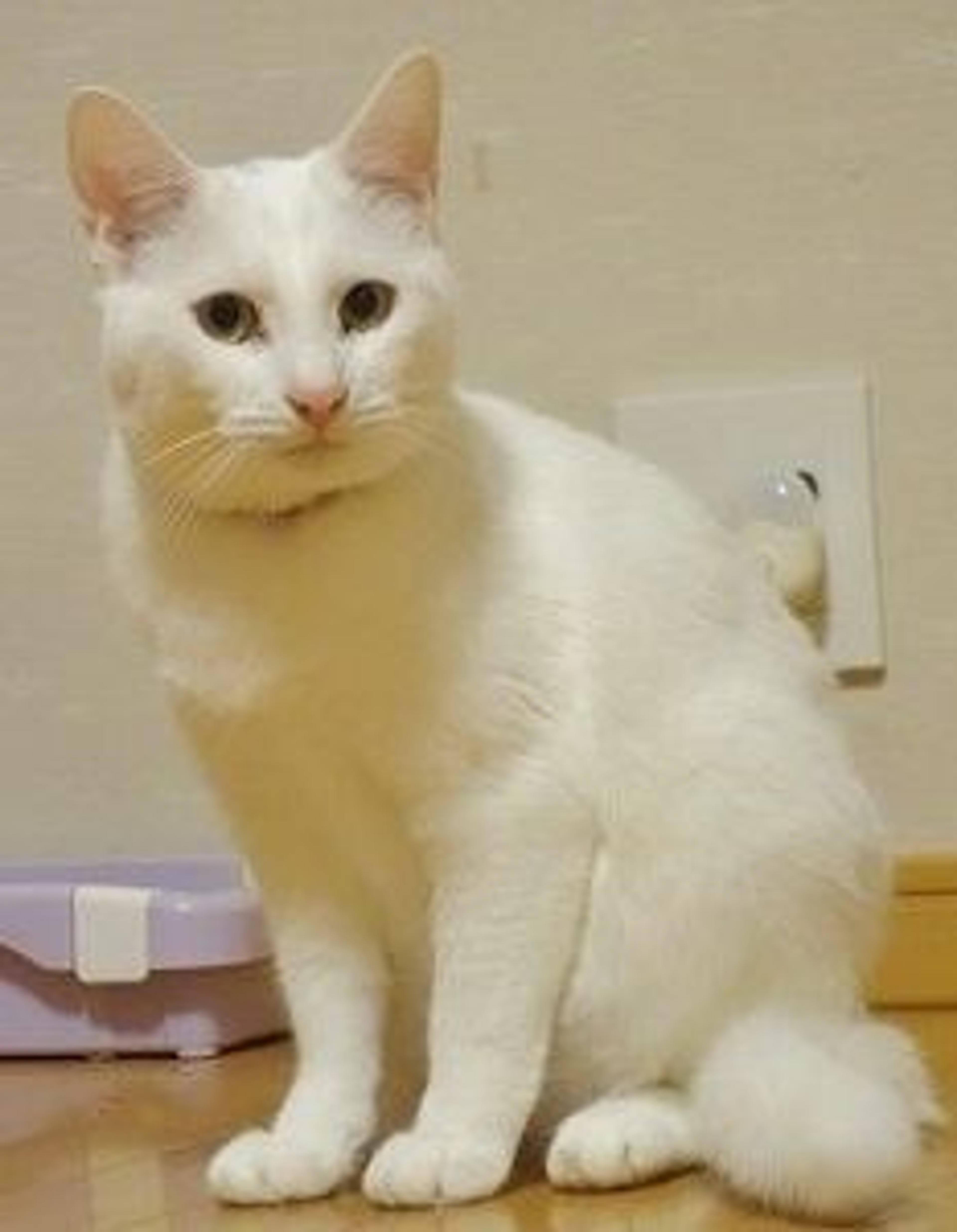 pet-image-3