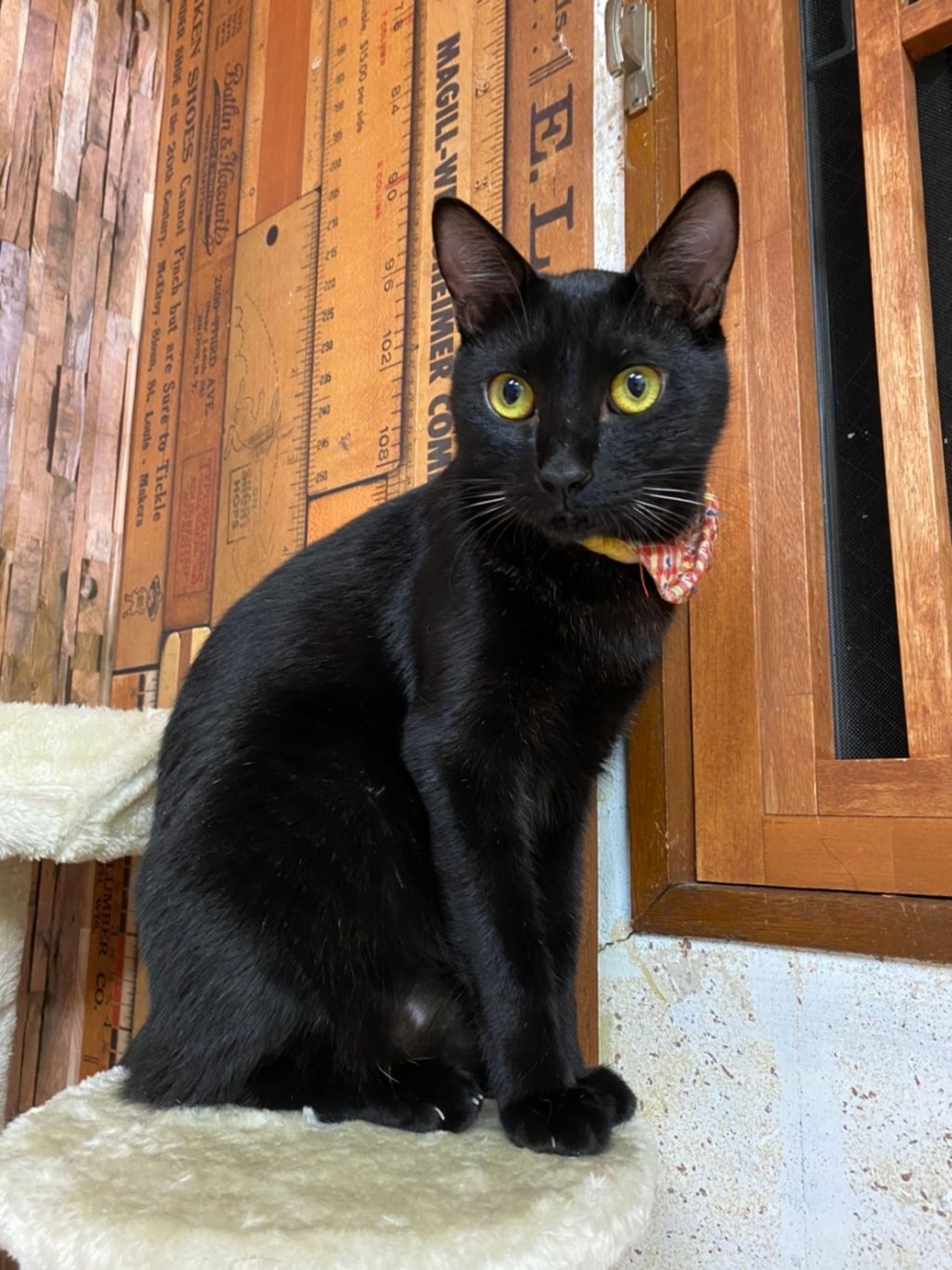 pet-image-2