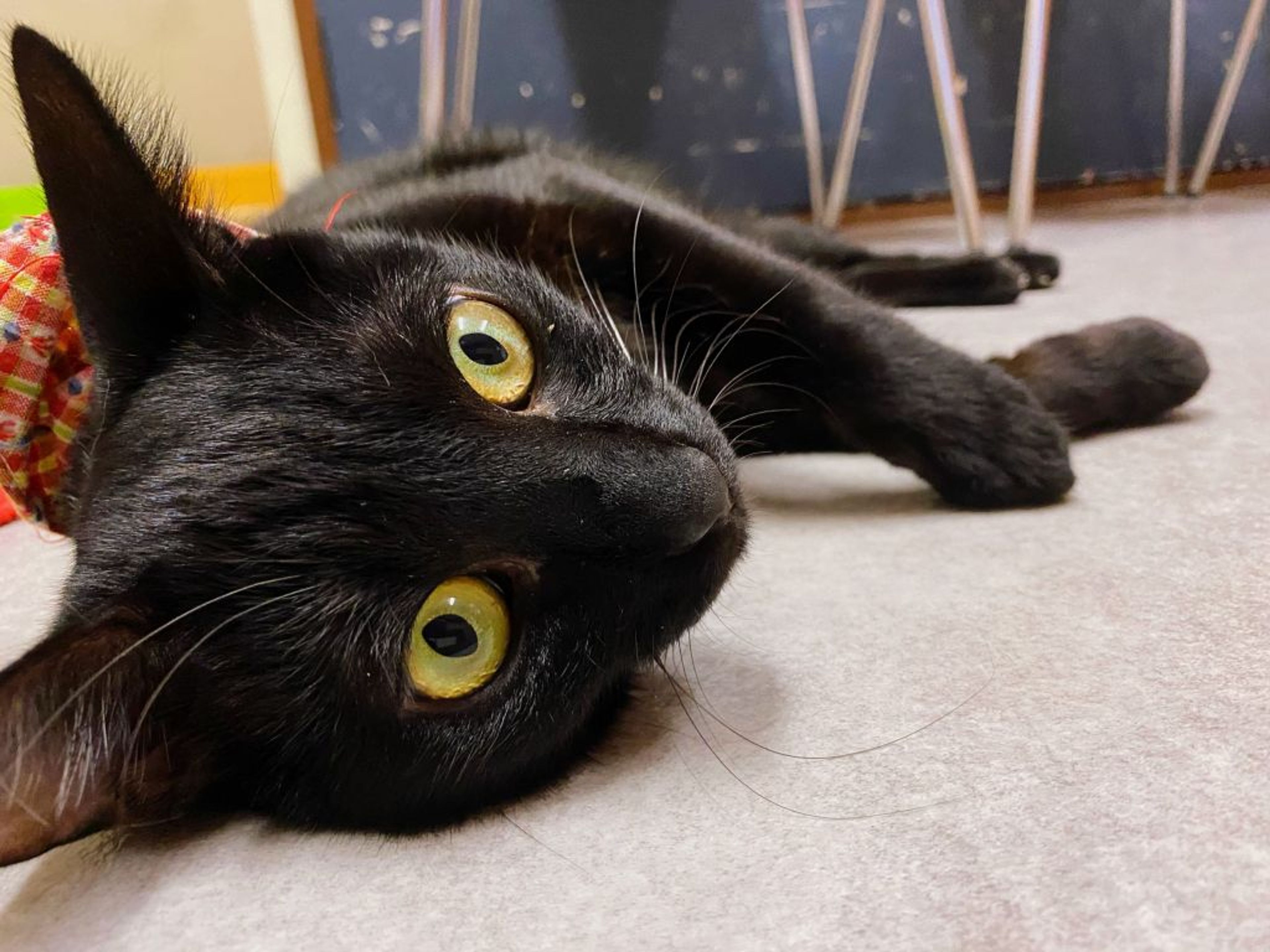 pet-image-6