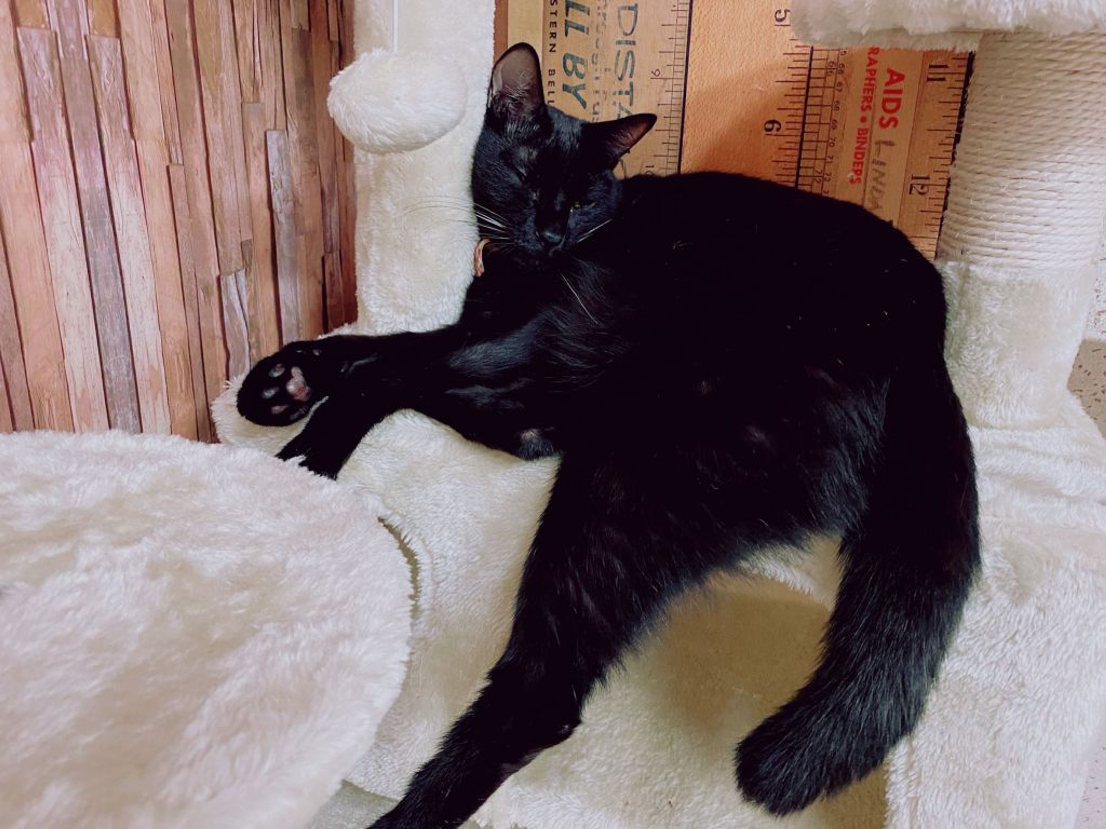pet-image-7