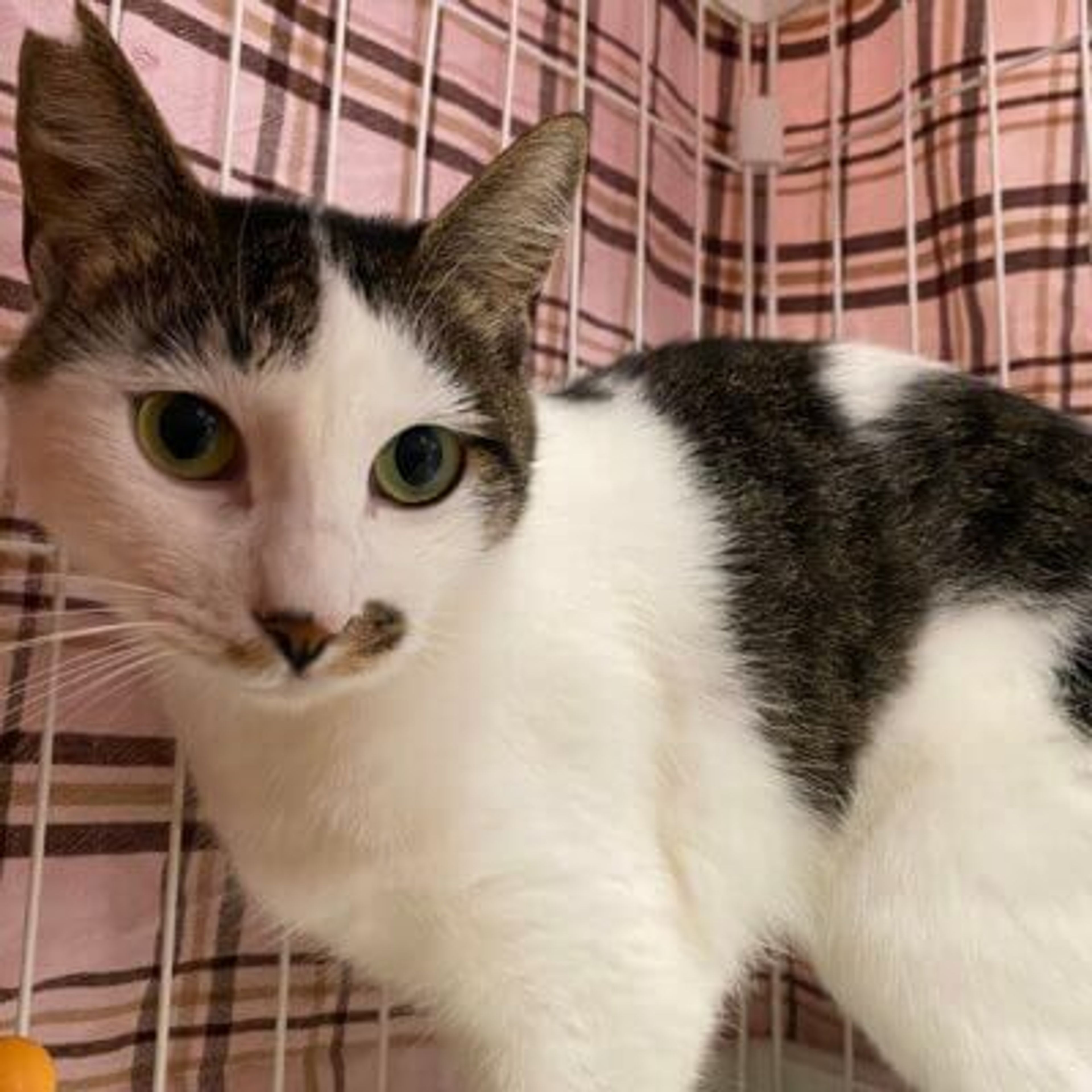 pet-image-8