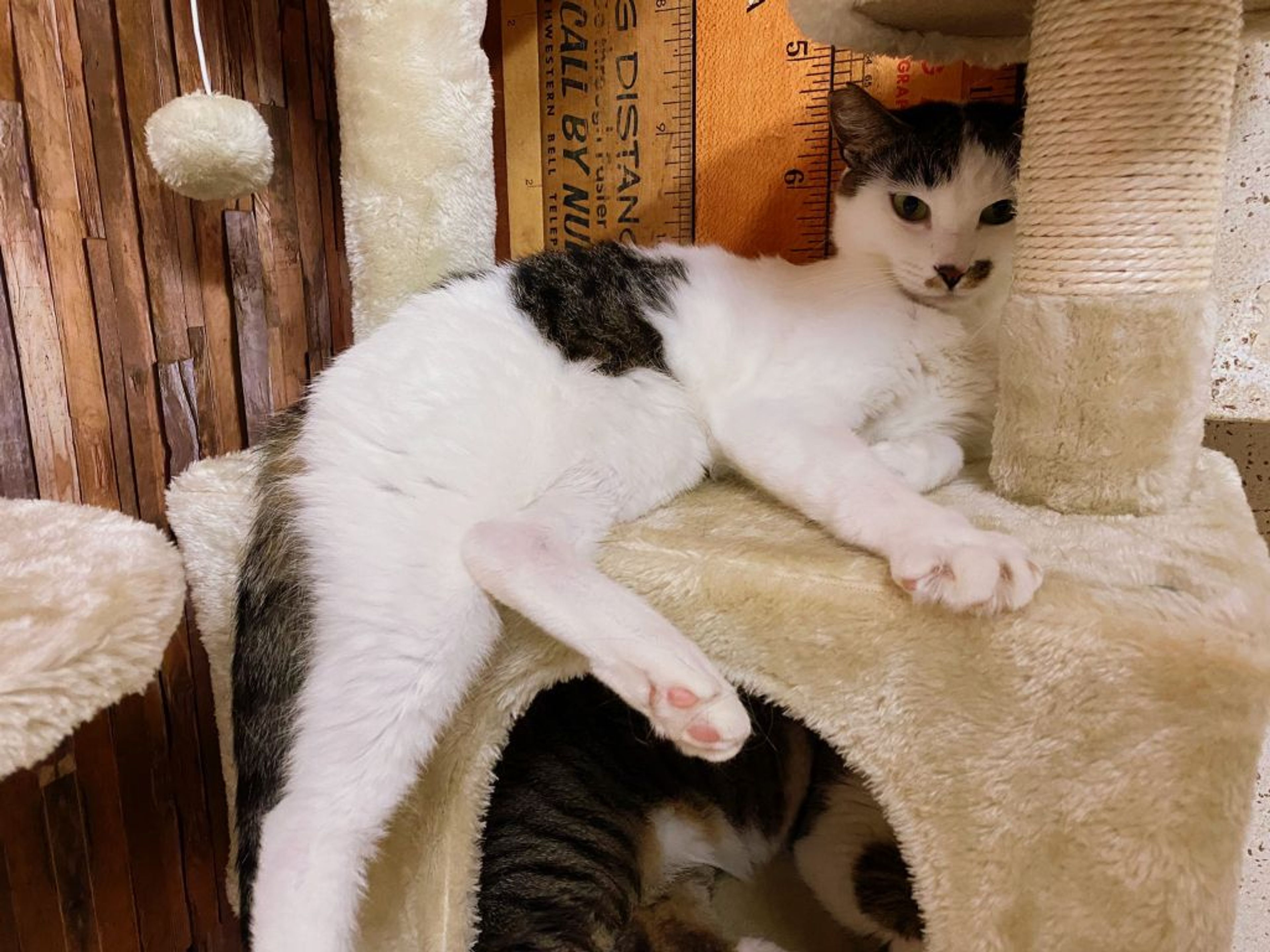 雑種（ミックス猫）・オスの里親募集の写真