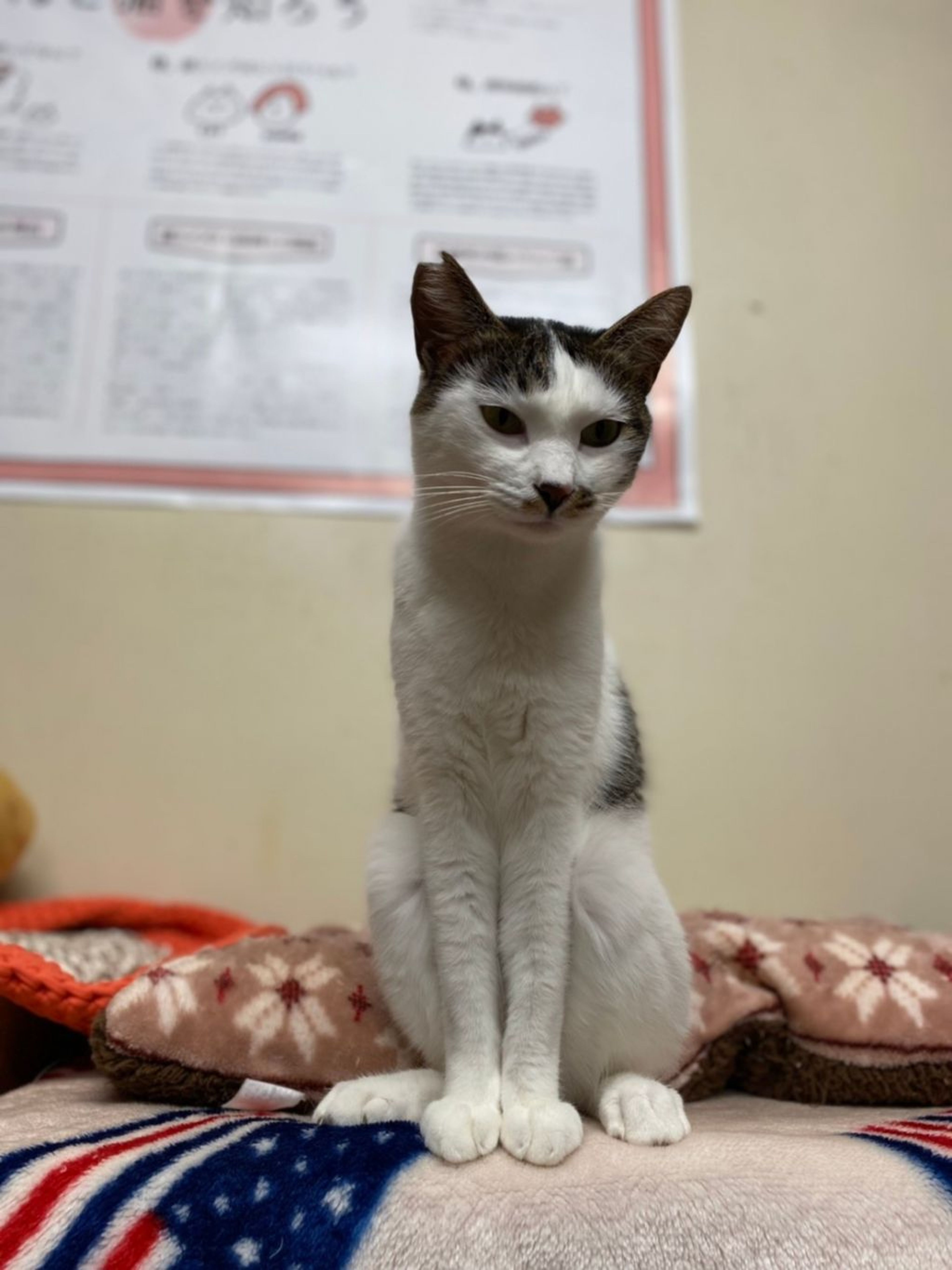pet-image-2