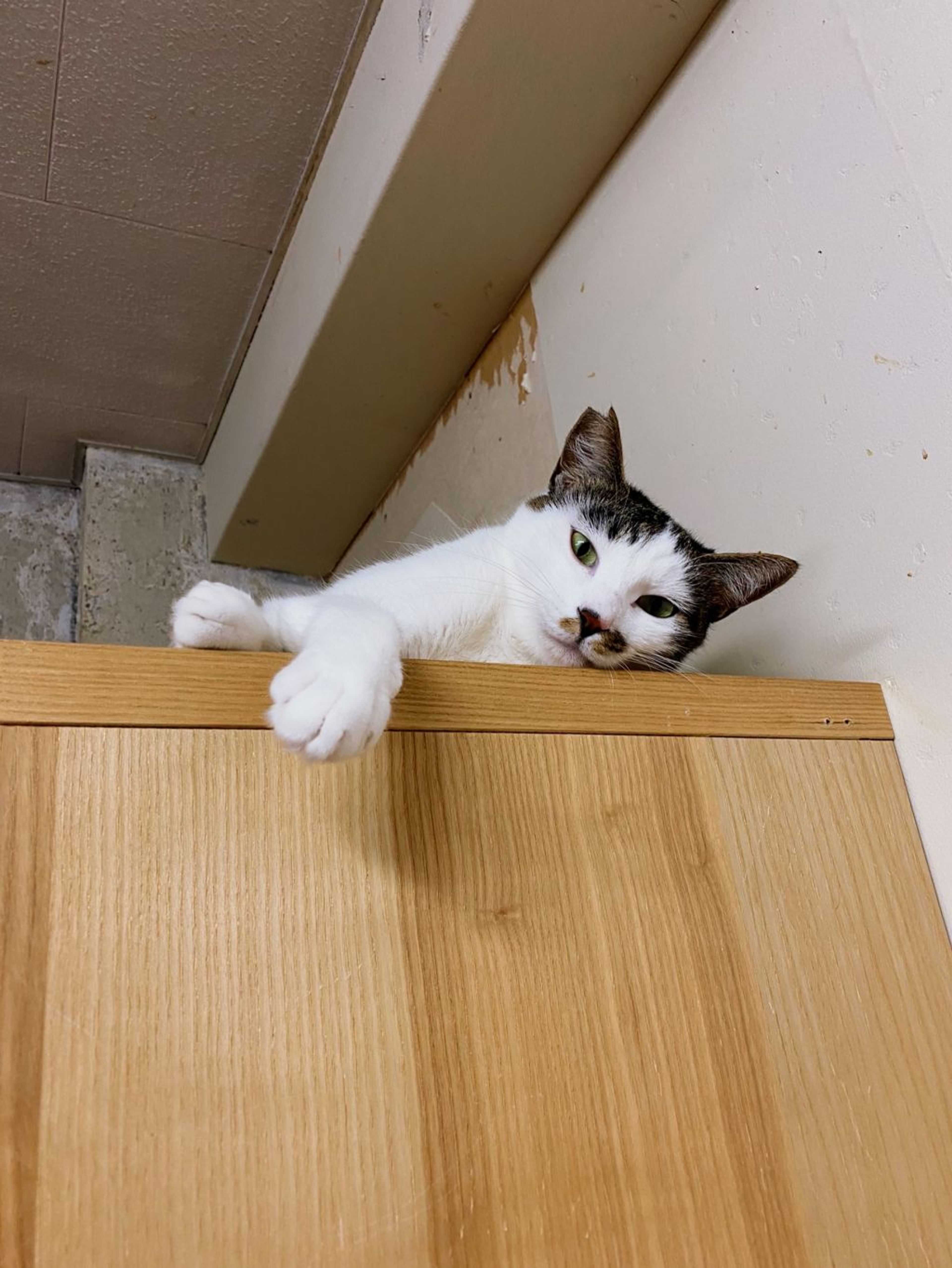 pet-image-3
