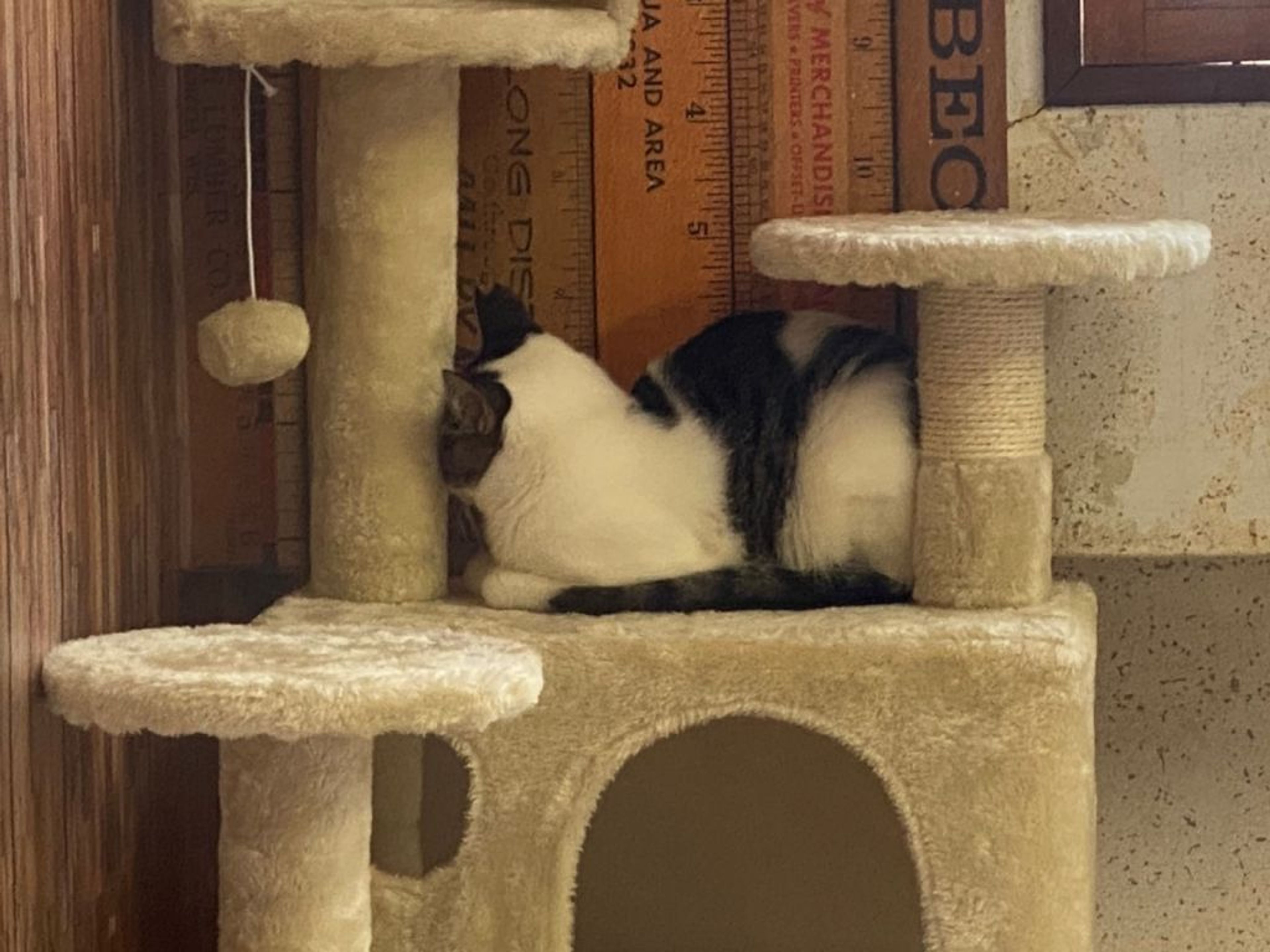 pet-image-5