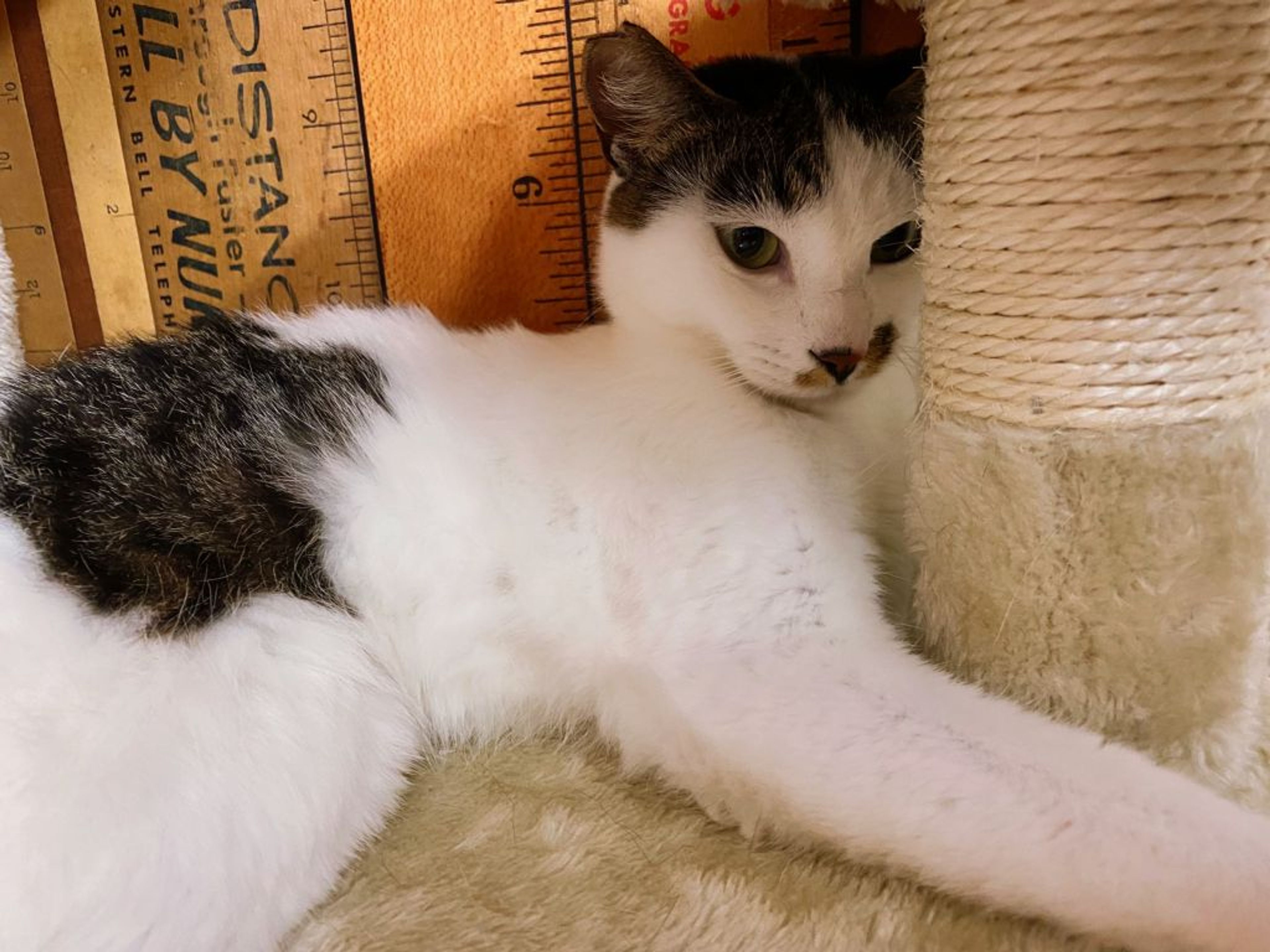 pet-image-6