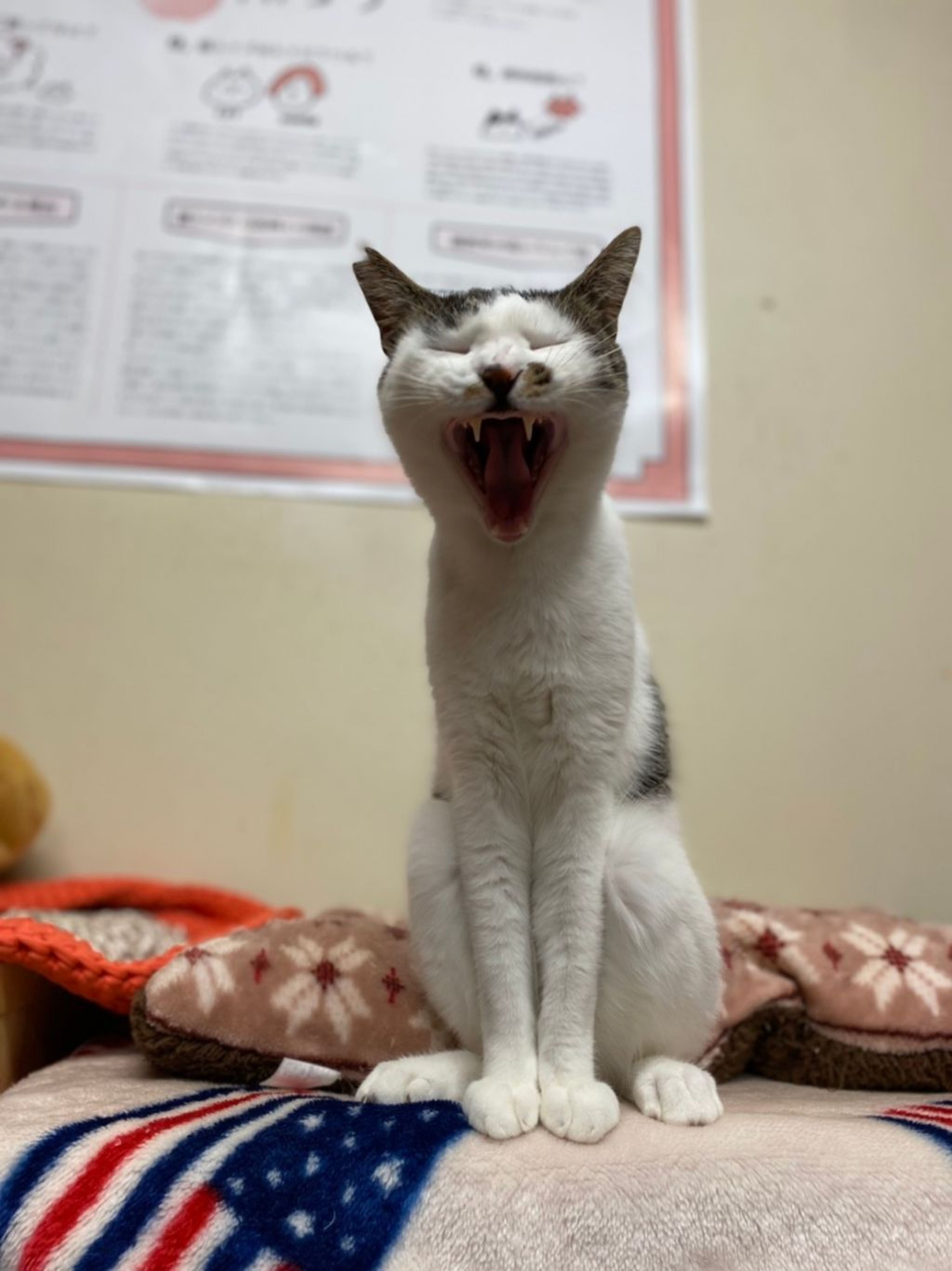 pet-image-7