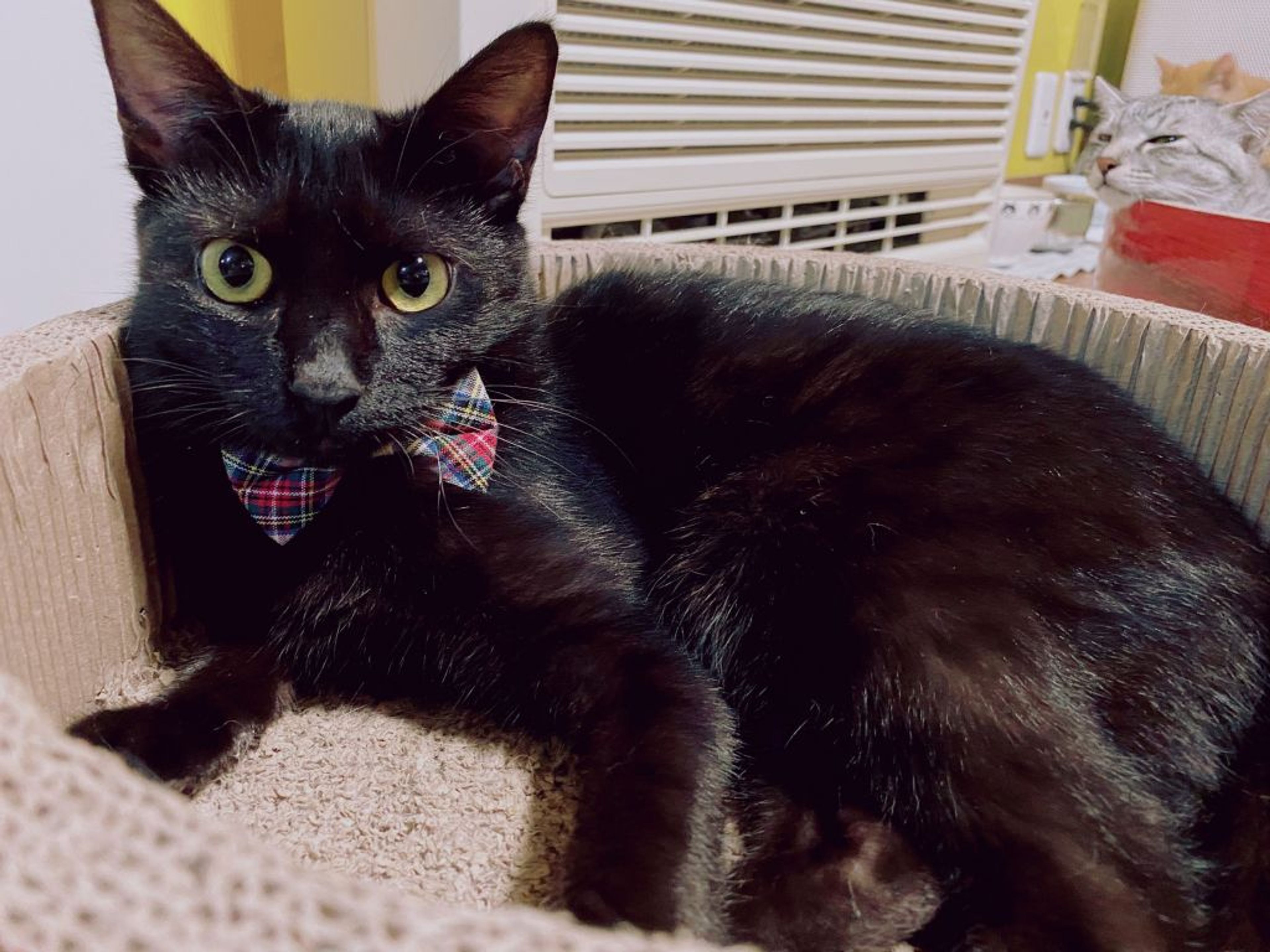 pet-image-2