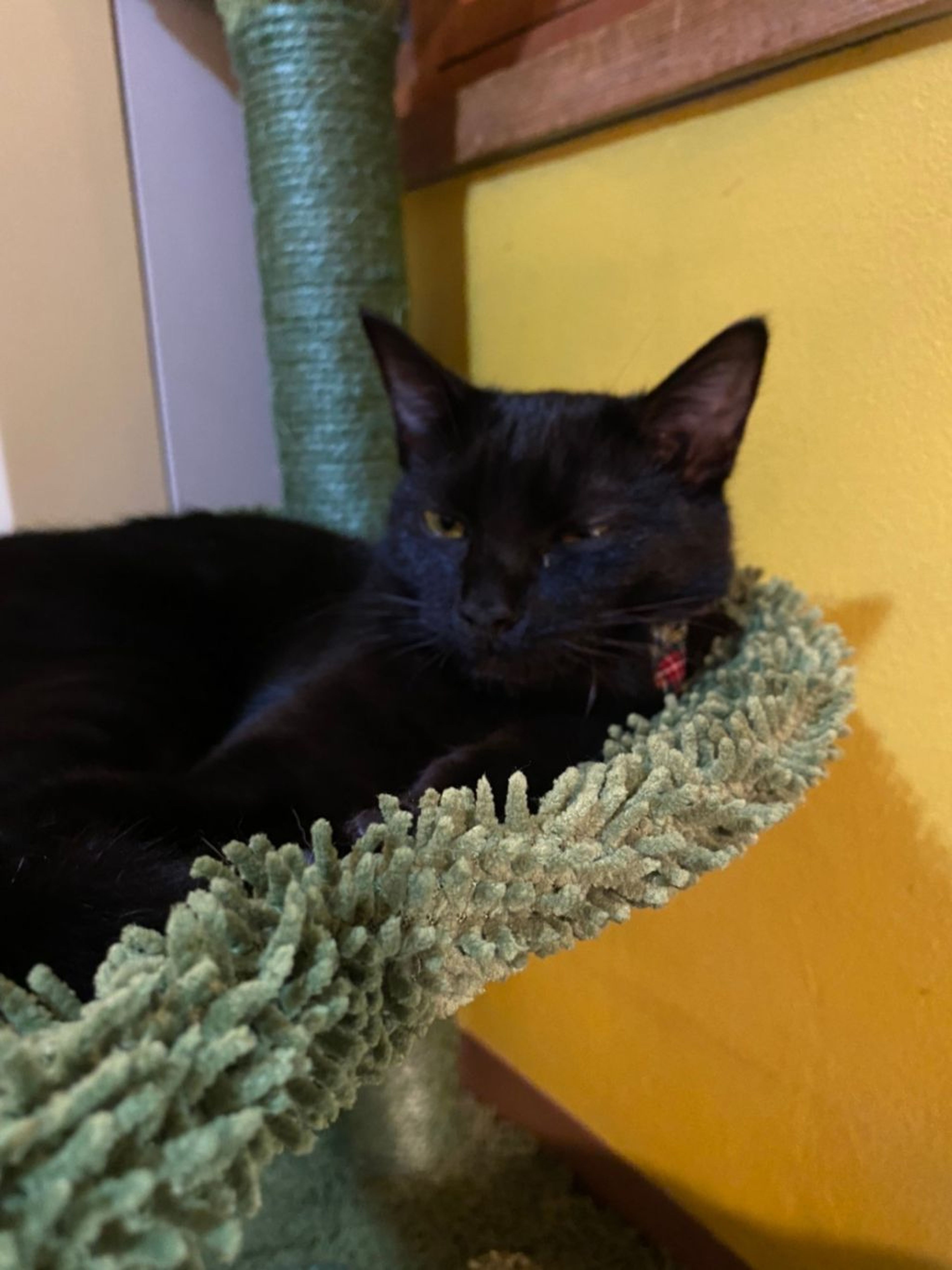 pet-image-3