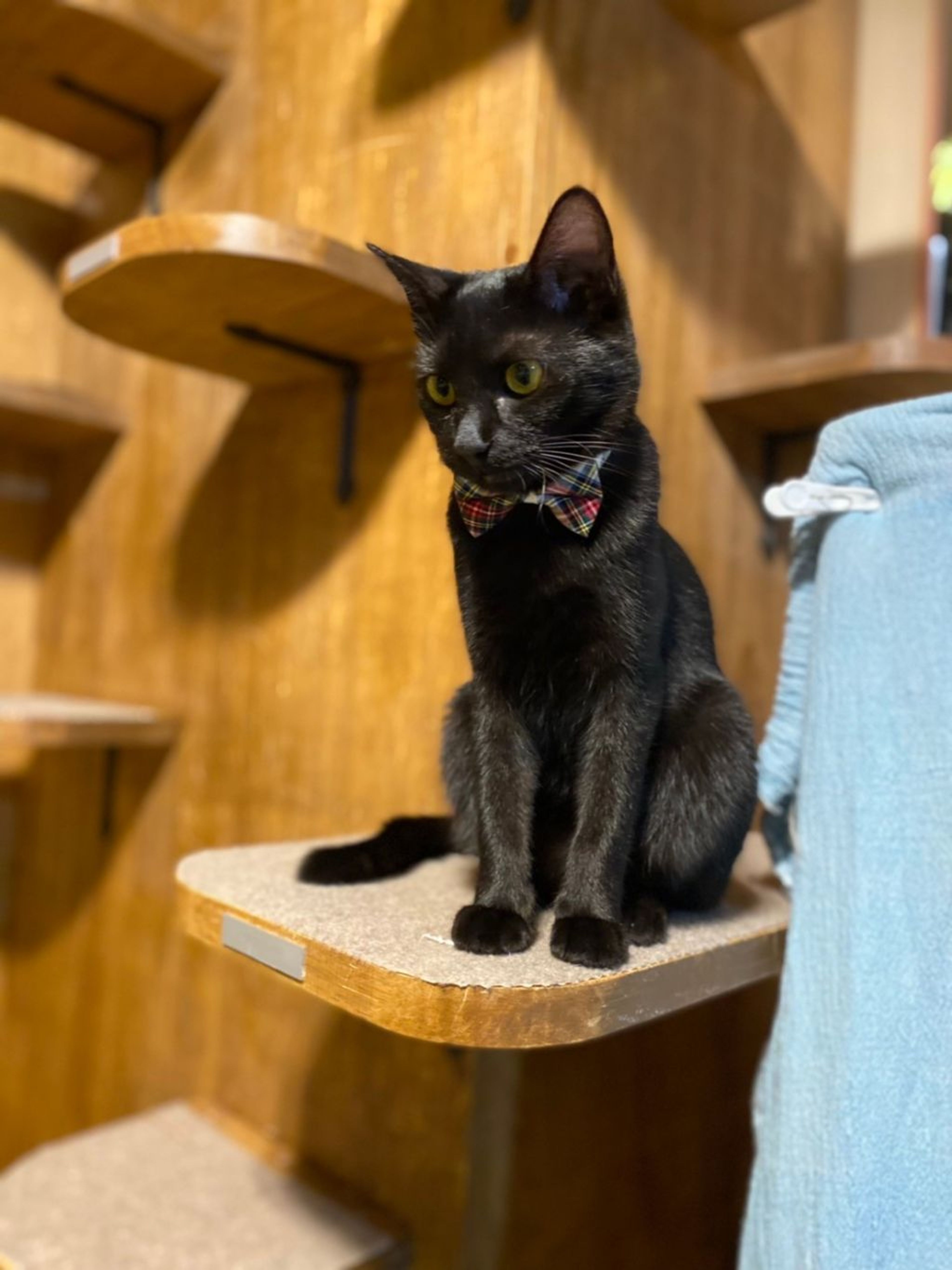 pet-image-4