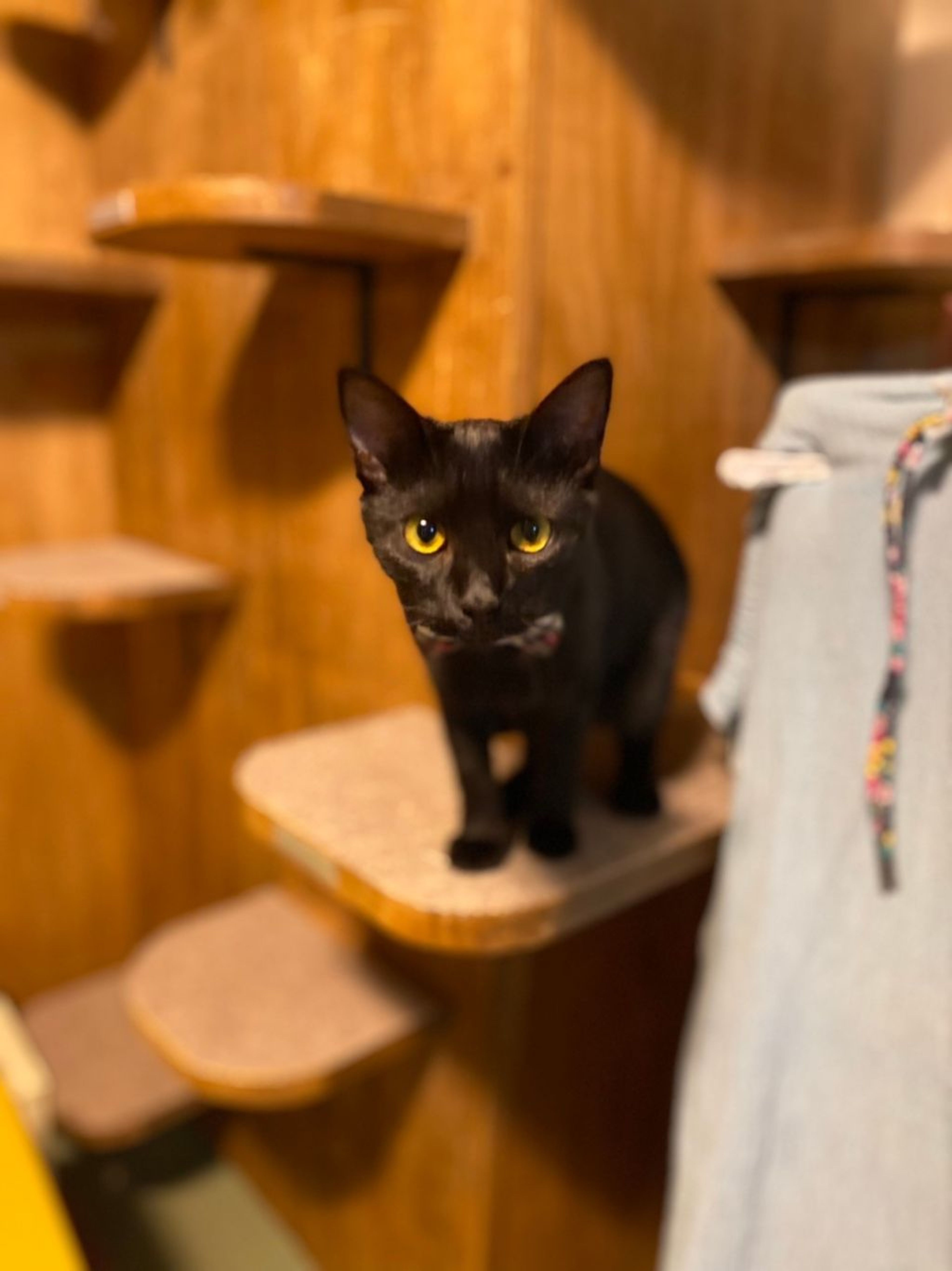 pet-image-5
